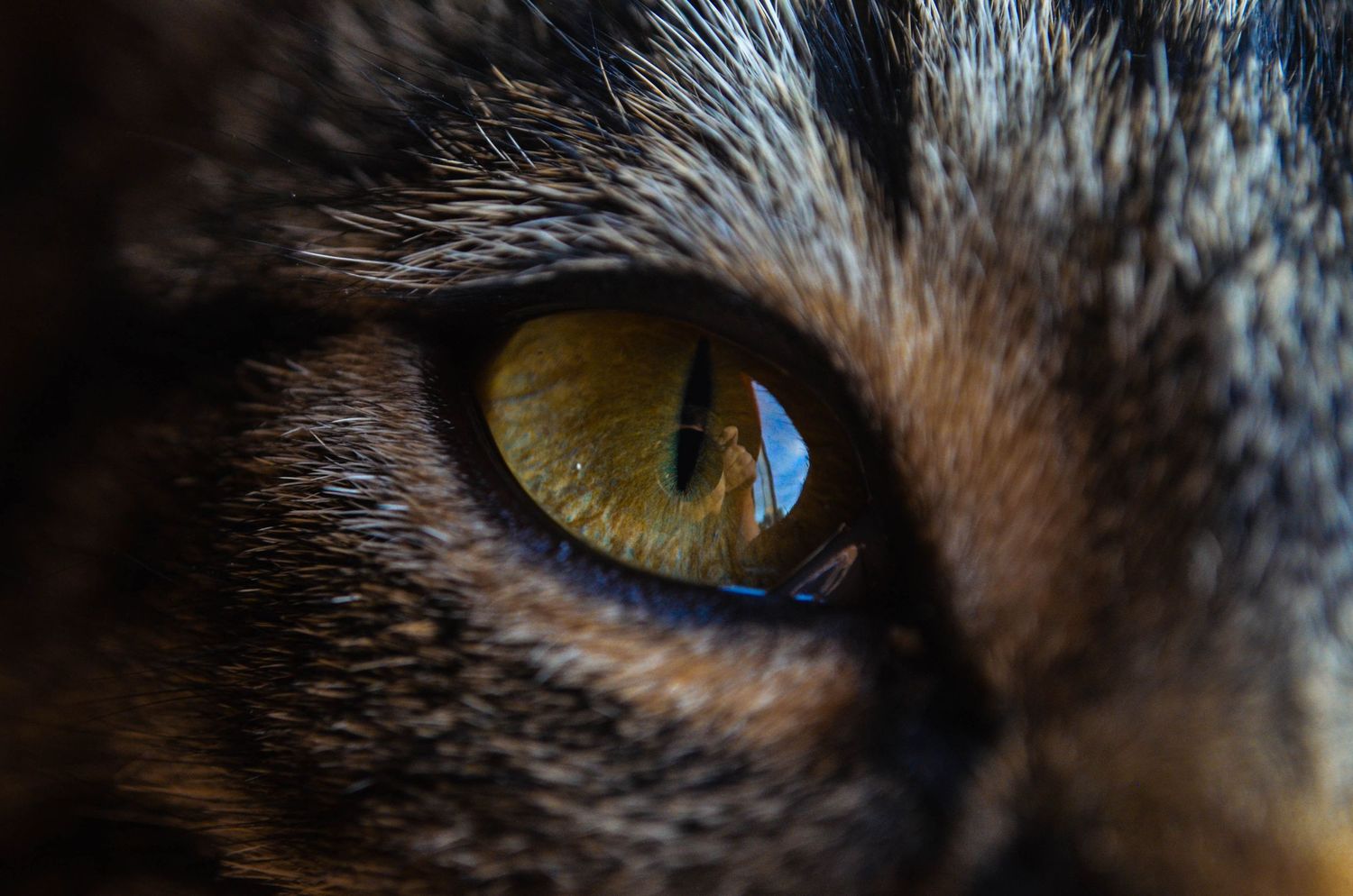 Macro shot of a wild animal's eye with golden-brown iris.