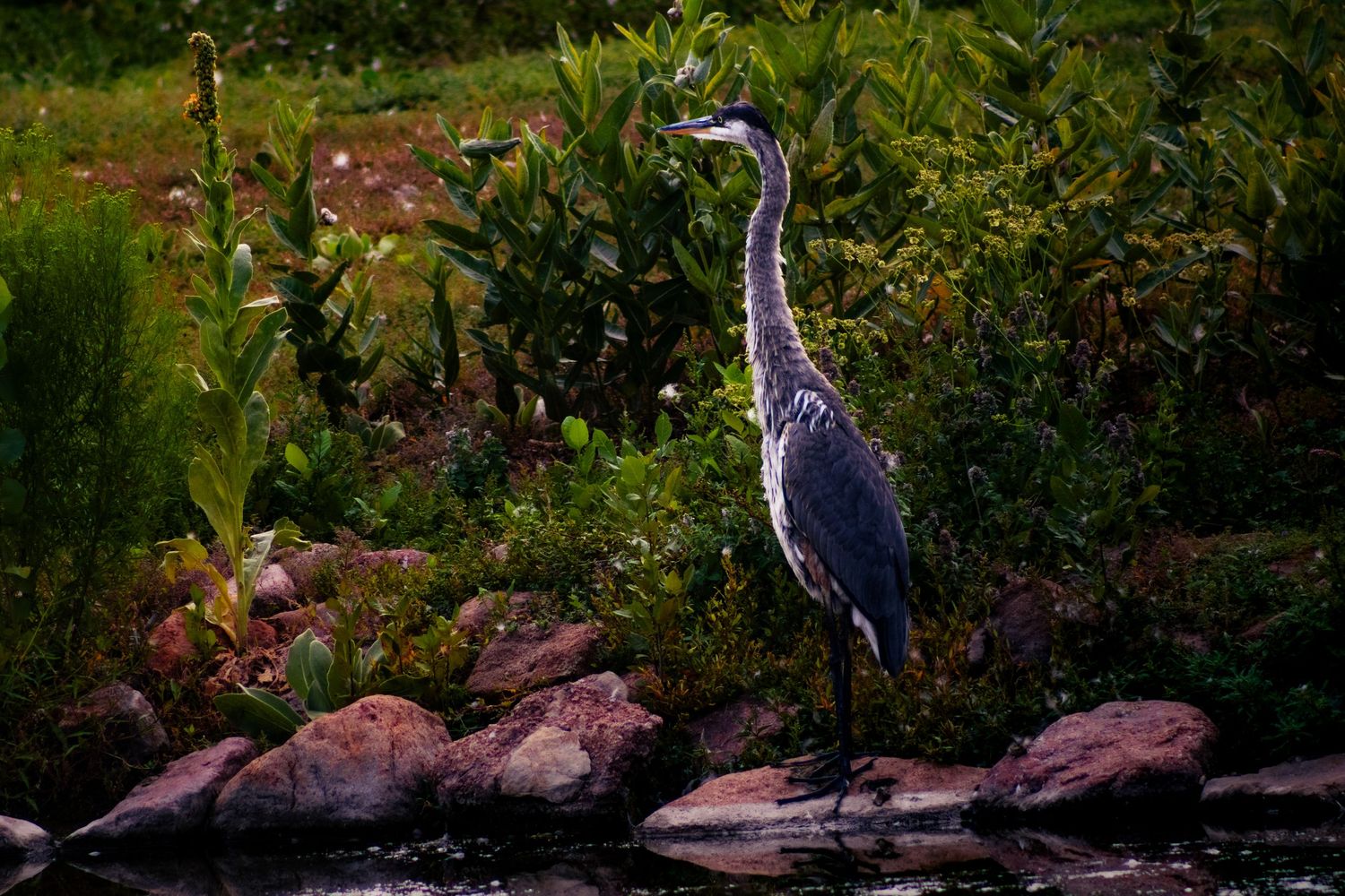 A great blue heron stands attentively in lush green foliage near the water's edge.