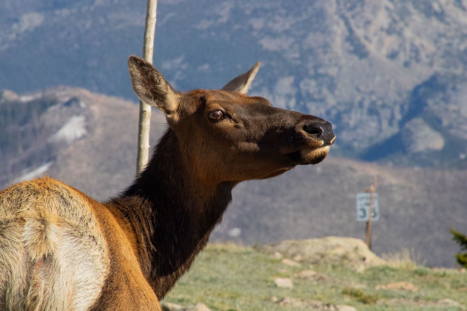 Herd of elk standing against a mountain backdrop in natural habitat.
