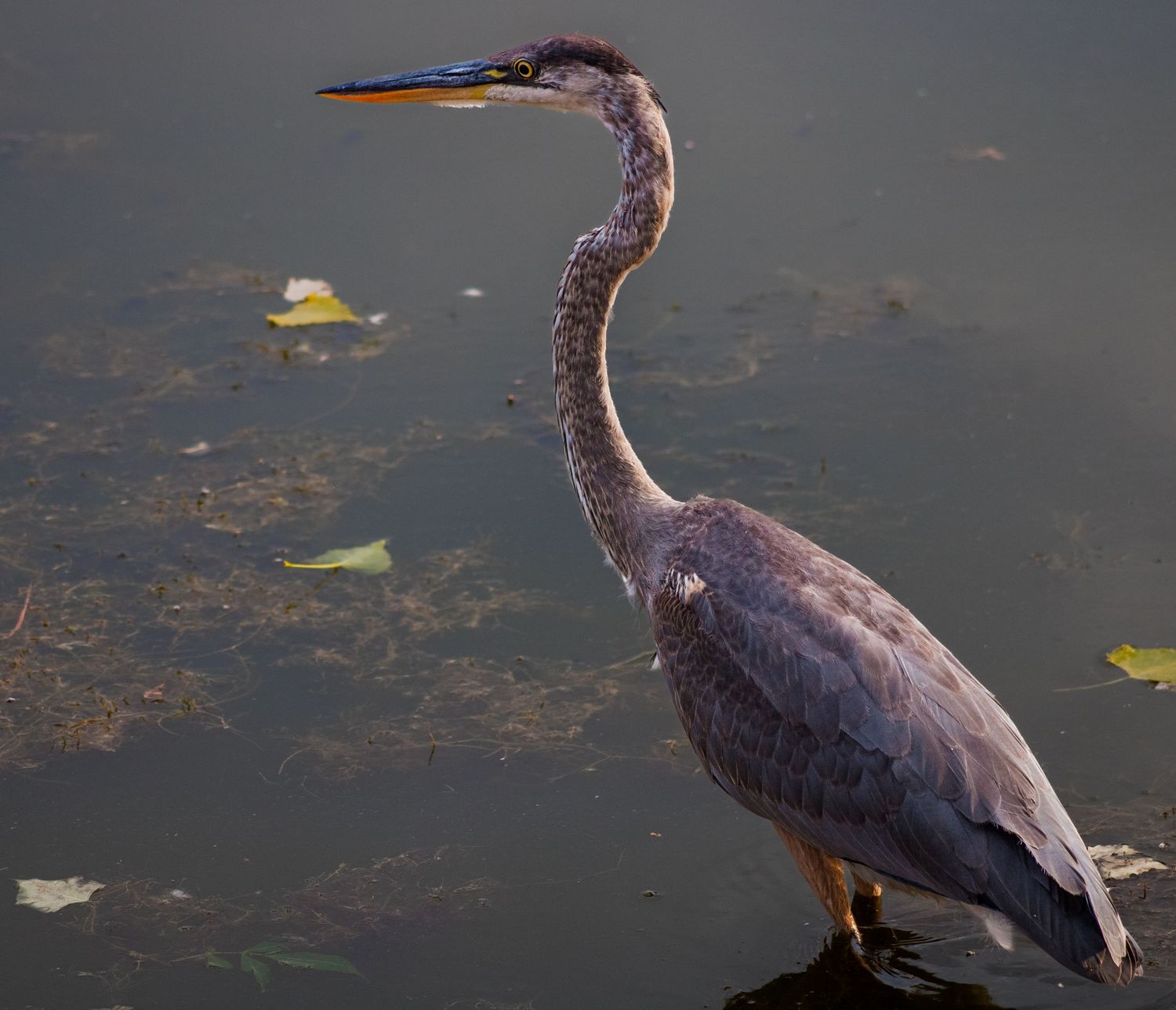 A great blue heron stands at the edge of a pond with floating leaves visible in the dark water.