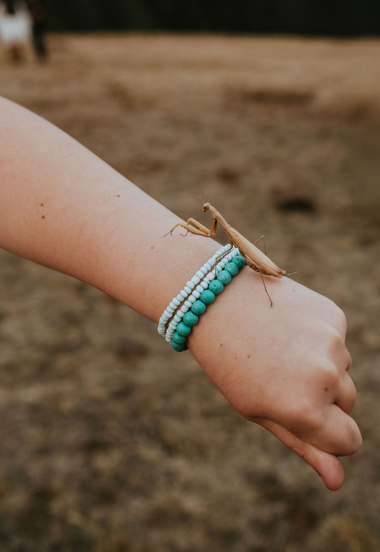 Preying Mantis