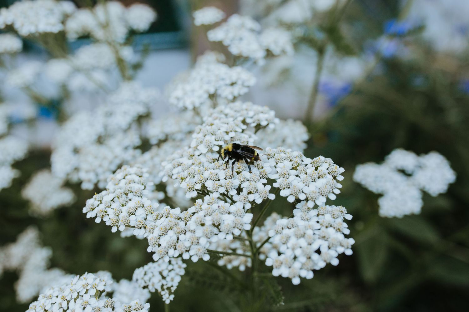 A black bee collects nectar from delicate white Queen Anne's Lace flowers against a soft blurred background.