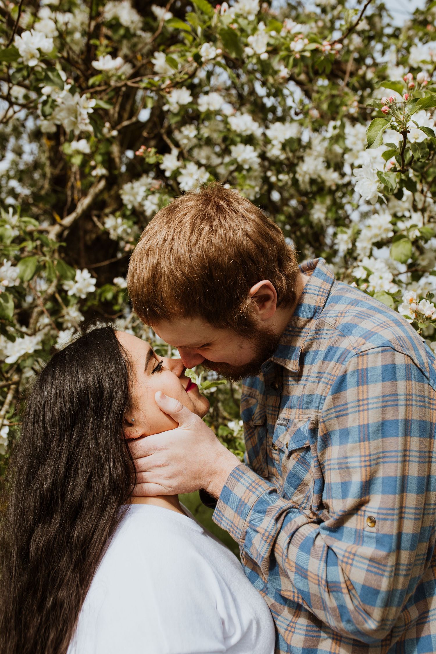 A couple shares a romantic kiss under blooming white spring flowers on a sunny day.