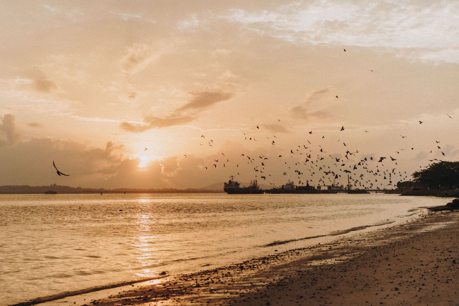 Golden sunset over a beach coastline with birds flying against an orange sky.