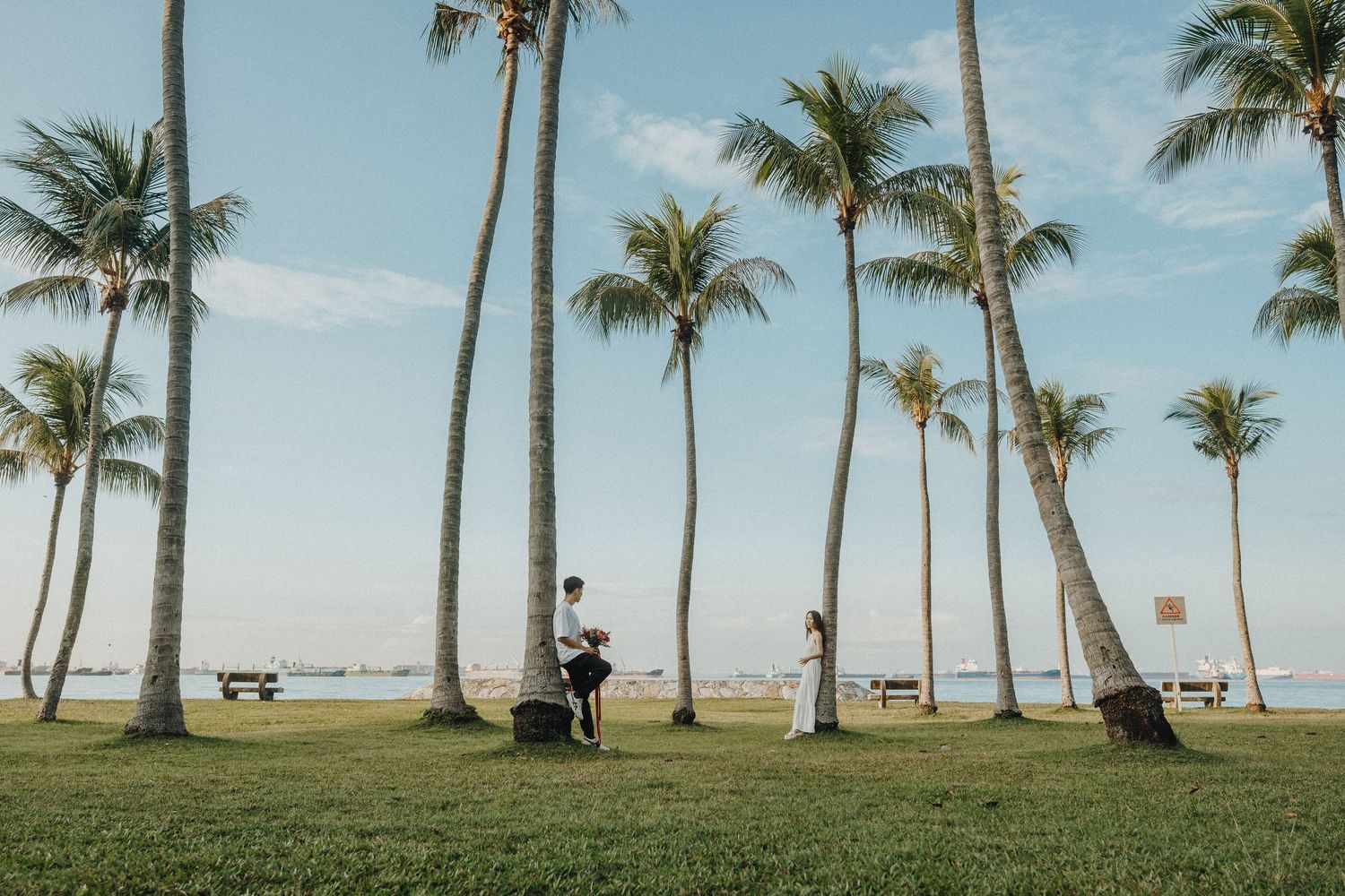 Palm trees line a grassy beachfront area with people relaxing in the distance.