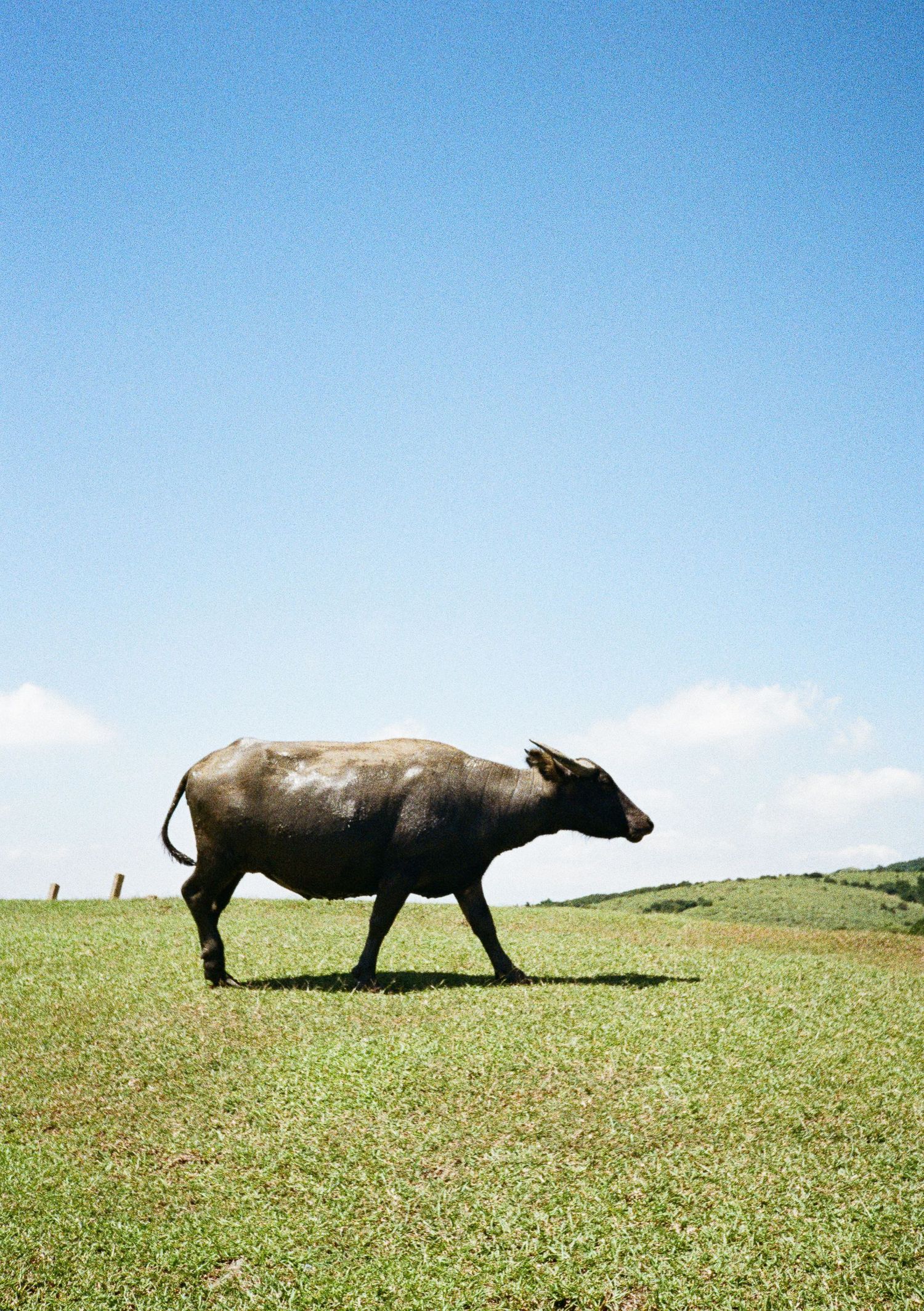Three water buffalo grazing on a grassy hilltop against a bright blue sky.