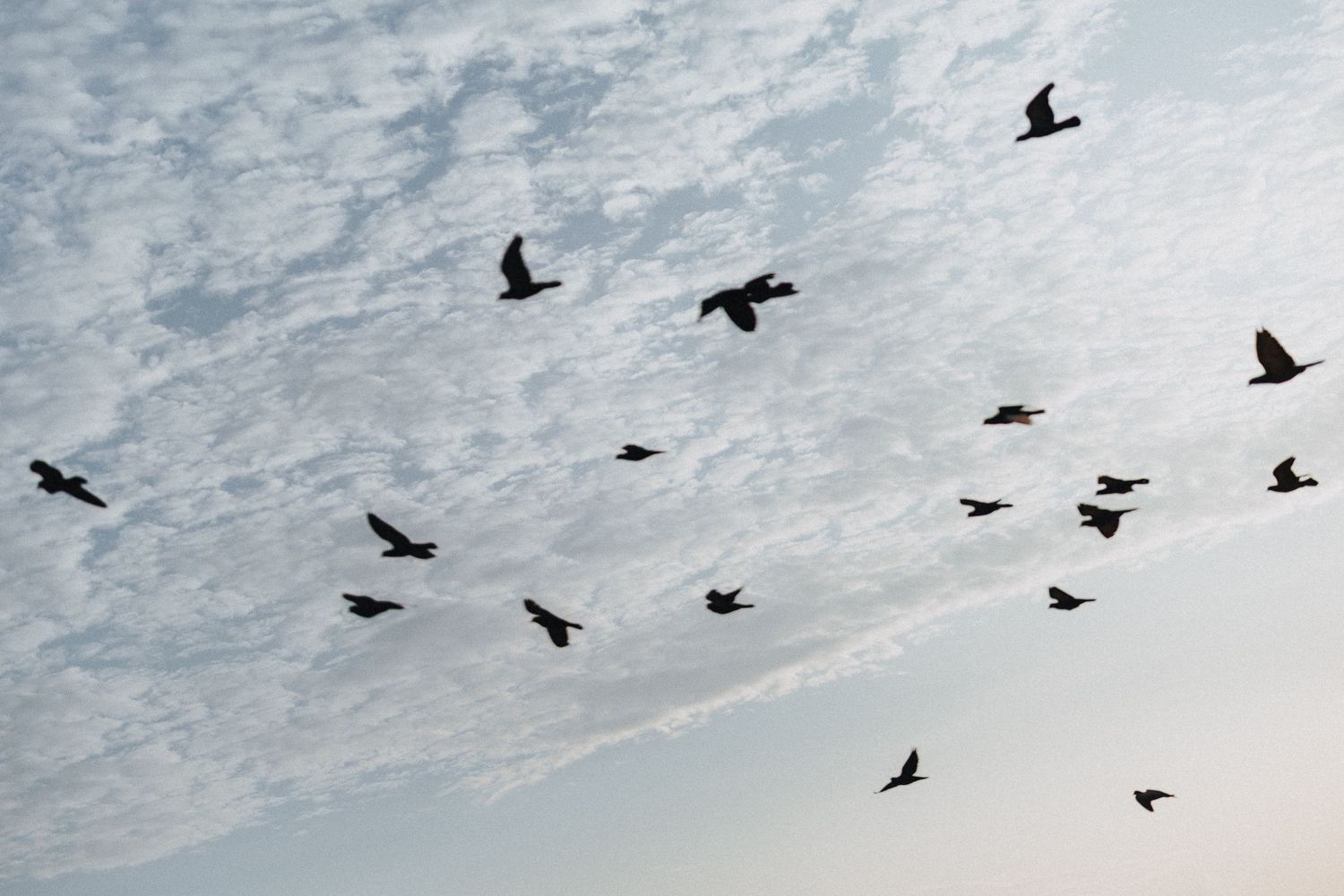 Birds fly across a cloudy sky in a scattered formation.