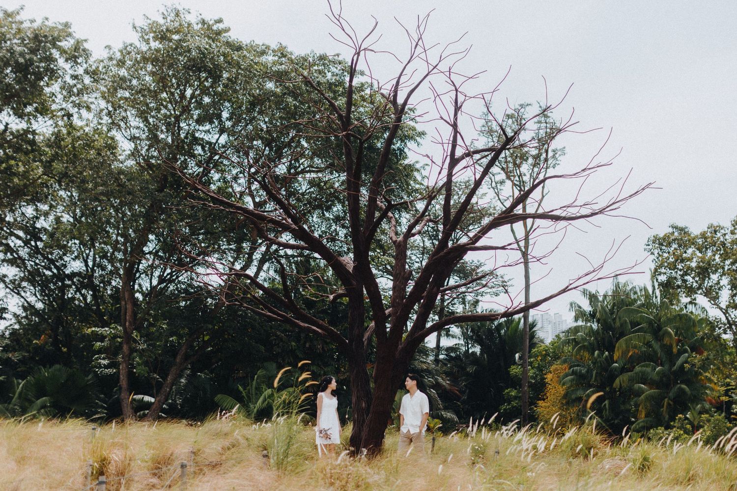 A scenic landscape photograph showing silhouettes against a large tree in a golden field.