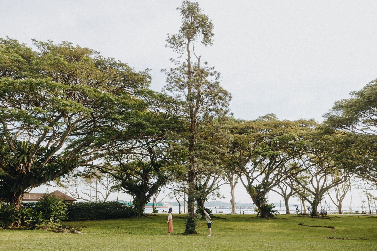 Expansive grassy lawn with tall shade trees creating a peaceful park setting under overcast skies.