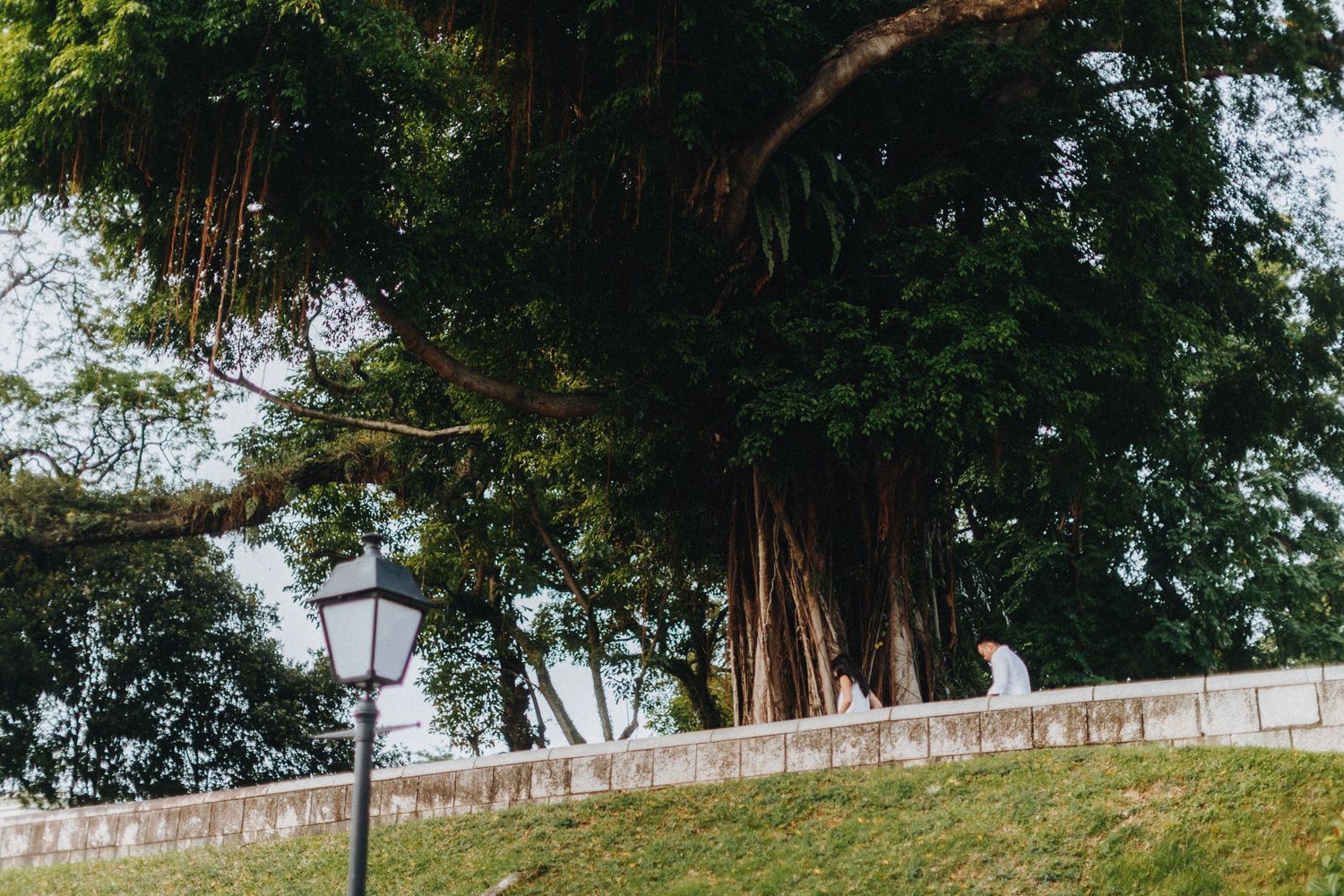 Old lamp post stands beside a large banyan tree with aerial roots on a grassy hill with white railing.