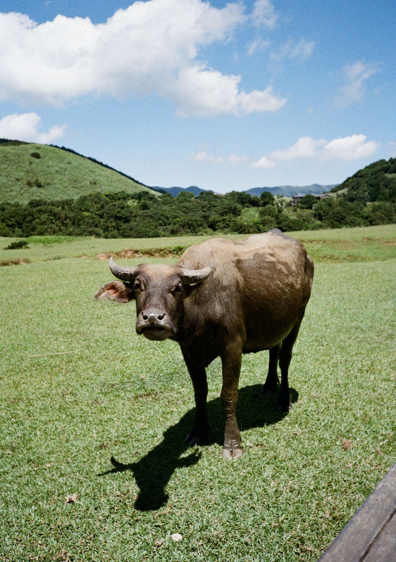 Large brown water buffalo grazing in a green pasture with blue skies and rolling hills in the background.