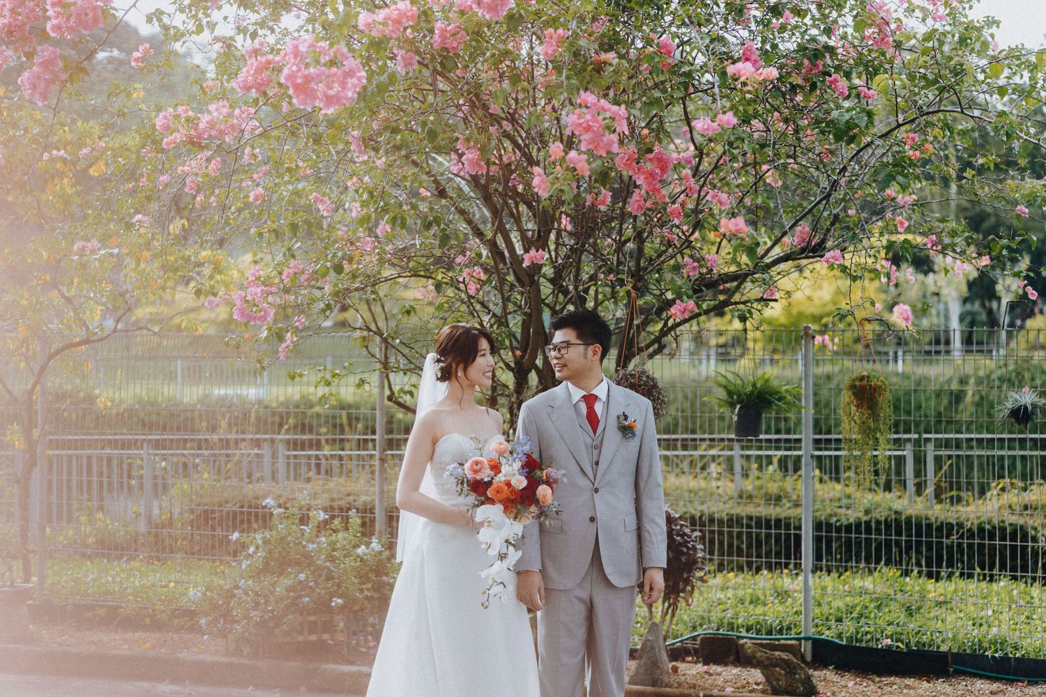 Newlyweds pose together under blooming pink cherry blossom trees in a garden setting.