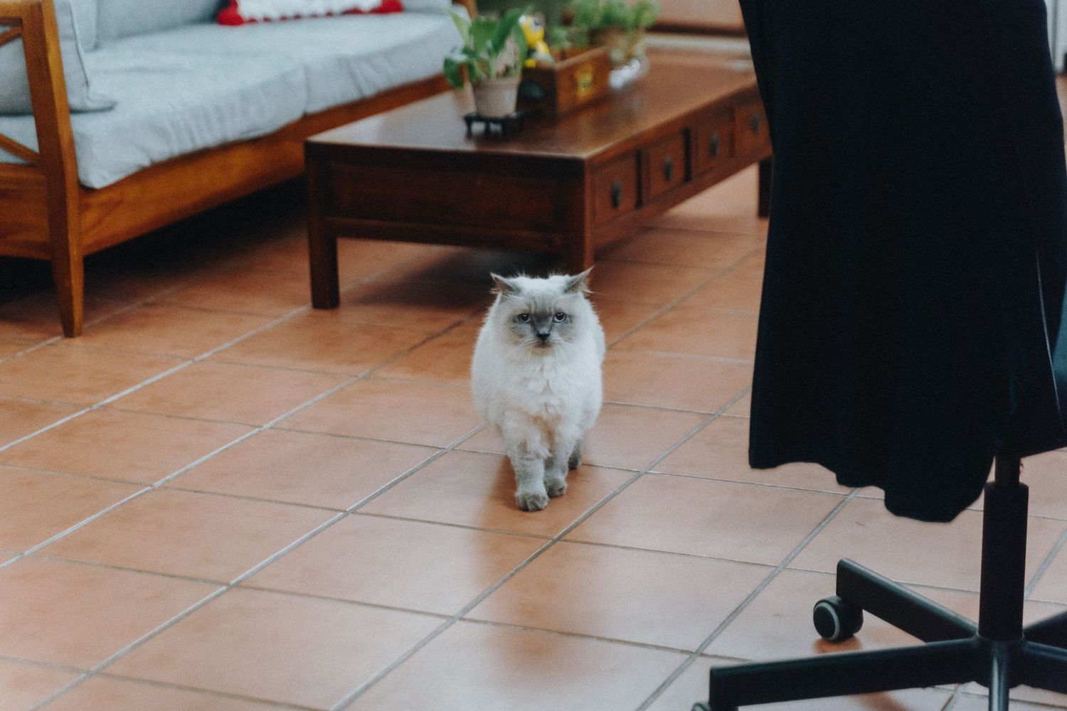 A Ragdoll cat with fluffy fur walks across terracotta floor tiles in a modern living room interior.