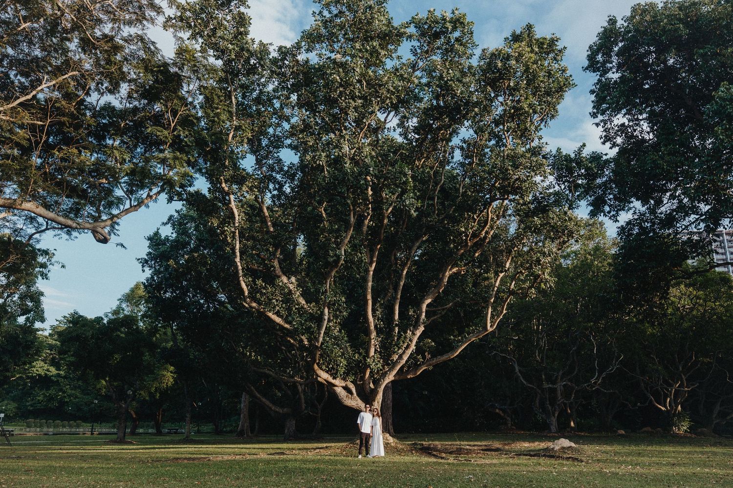 A person stands beneath a majestic sprawling tree in a sunlit park.