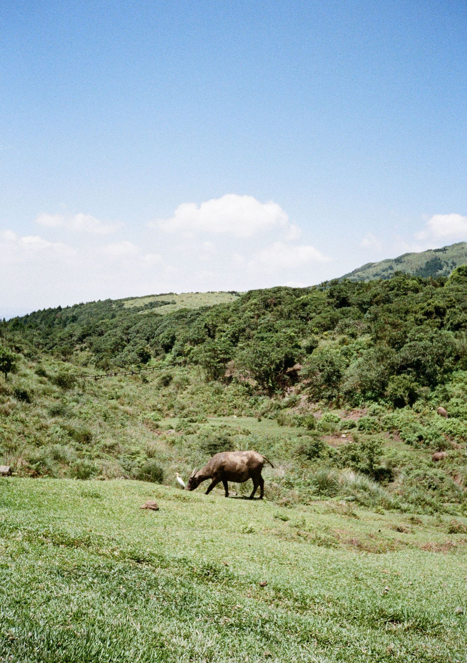 Wild horses grazing on grassy hills with mountain peaks and forest in the background under clear blue skies.