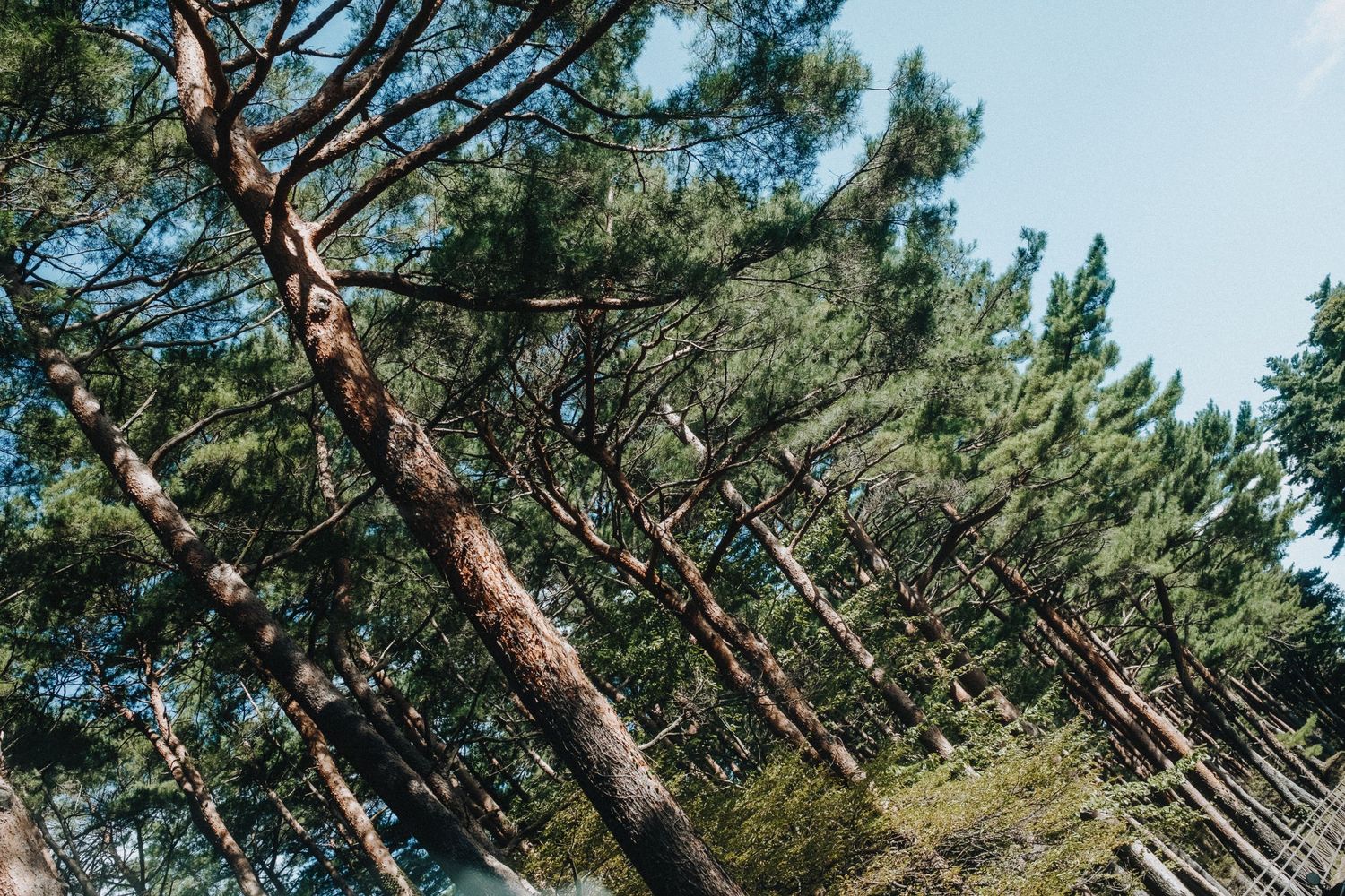Tall pine trees create a natural canopy against a blue sky in a serene forest landscape.