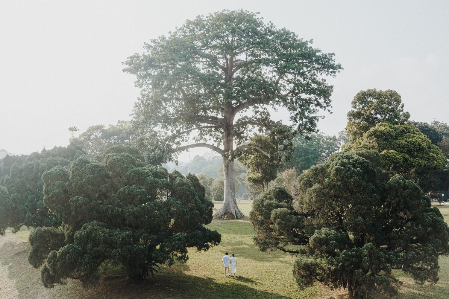 Misty forest landscape with tall pine trees and people walking on a path through lush greenery.