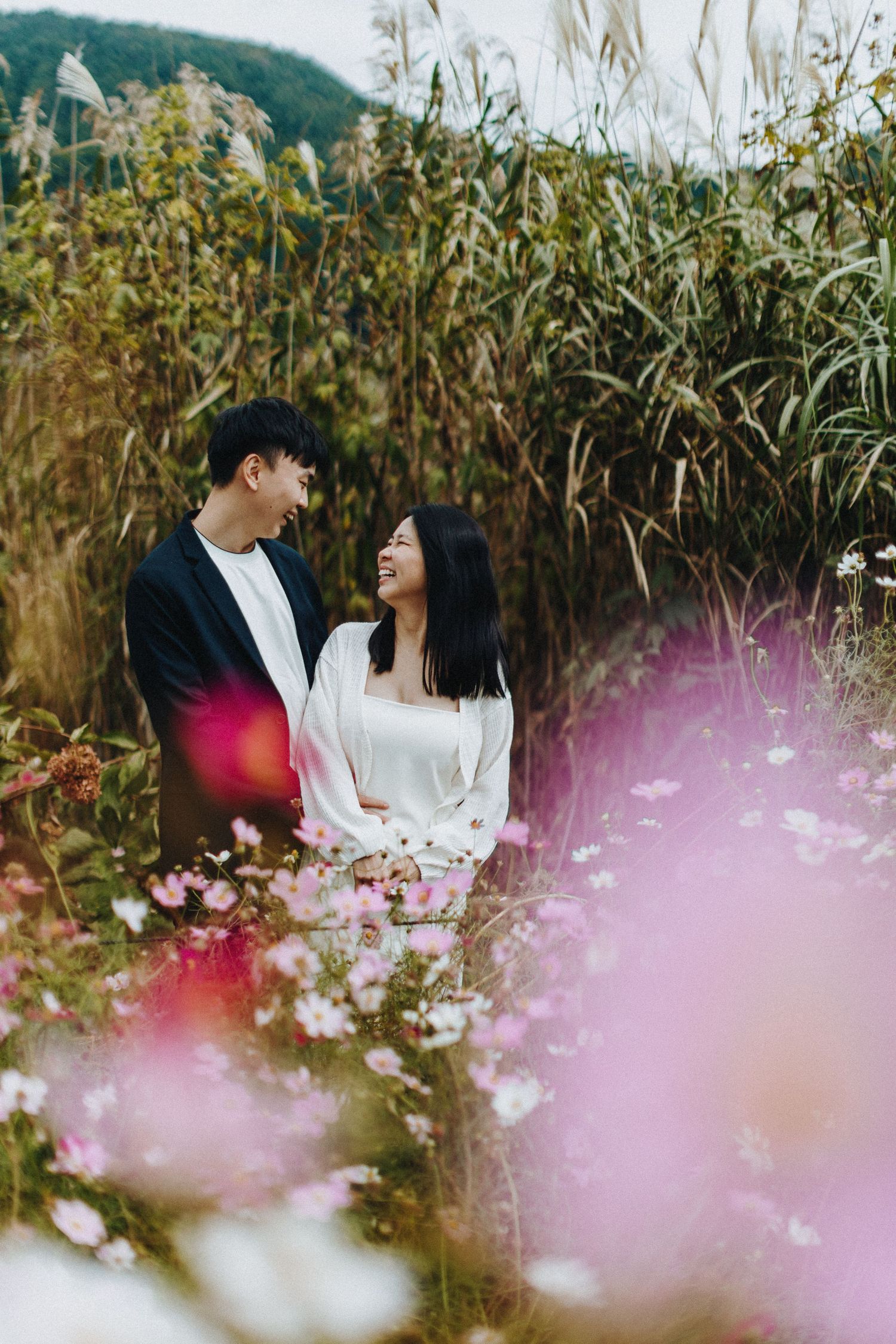 Pink cosmos flowers frame romantic scene in cornfield on sunny day.