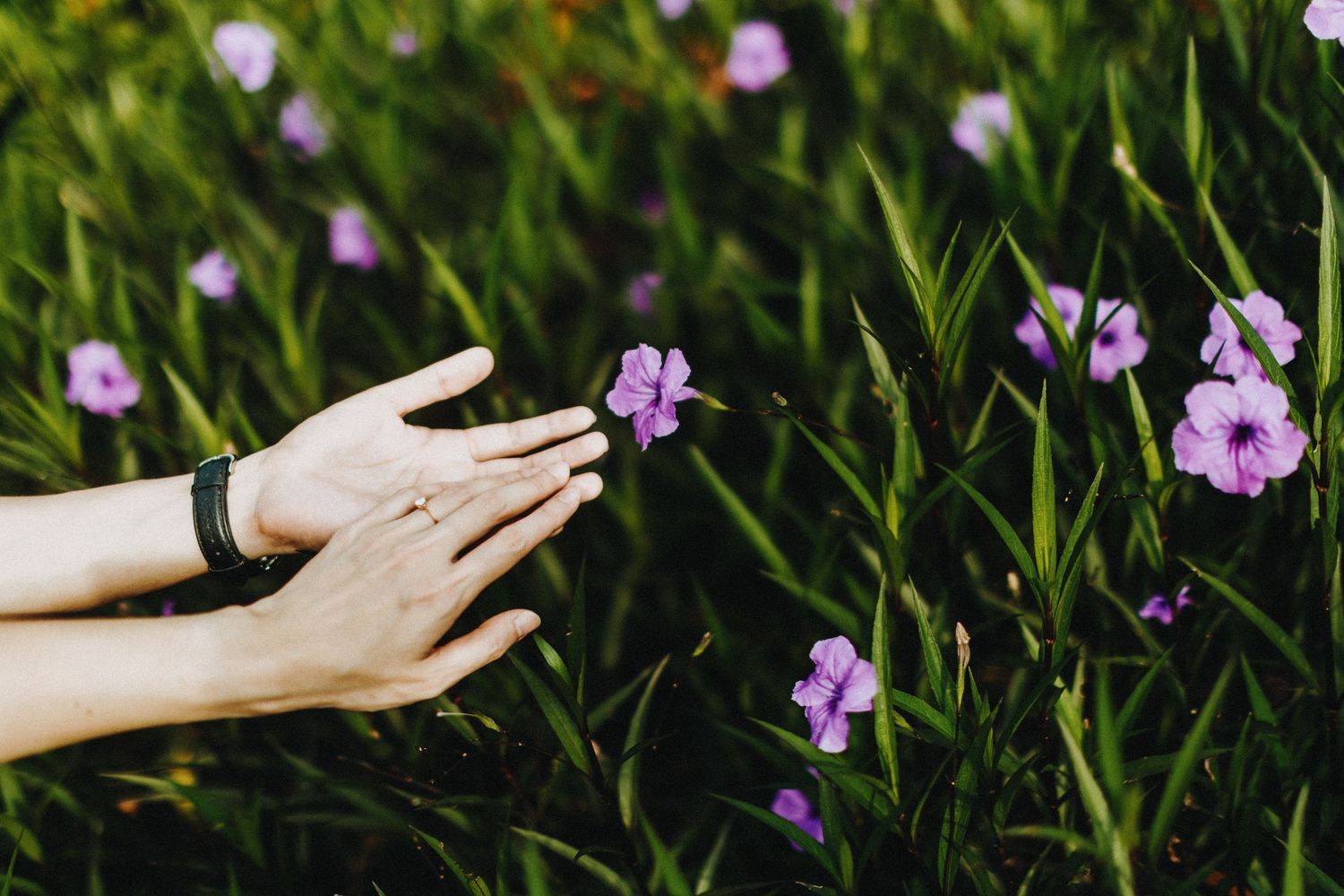 A delicate hand reaches towards purple wildflowers growing in lush green grass.