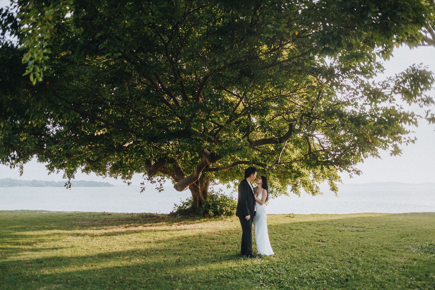 Expansive landscape view with a large tree and grass field near the ocean.