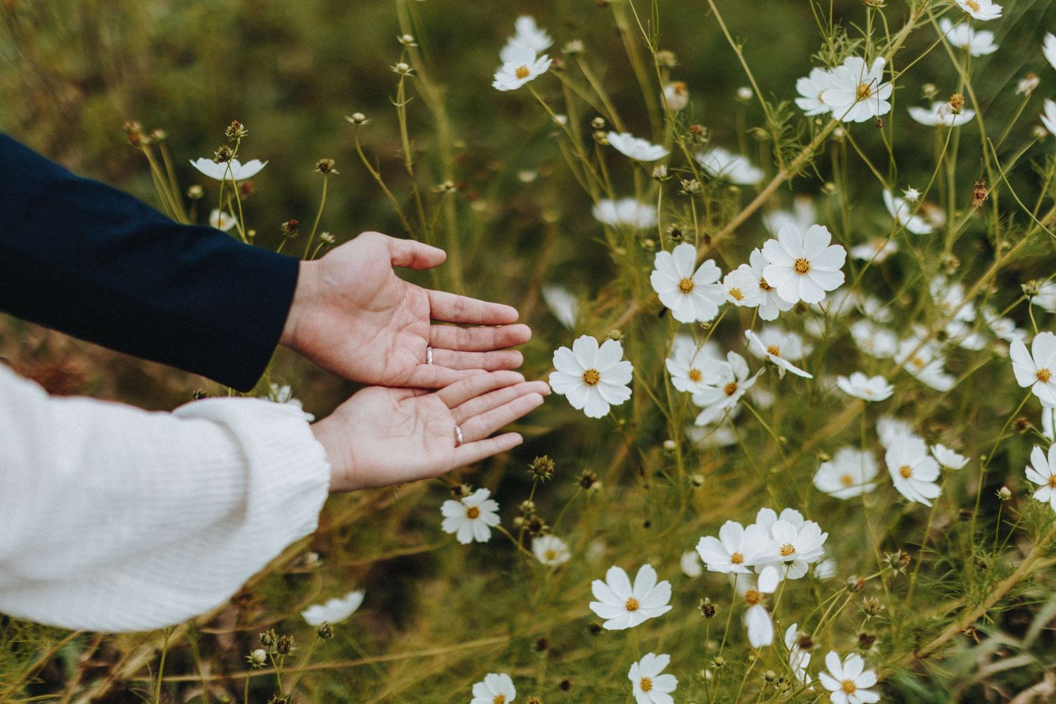 White cosmos flowers sway in a garden with hands reaching into frame.