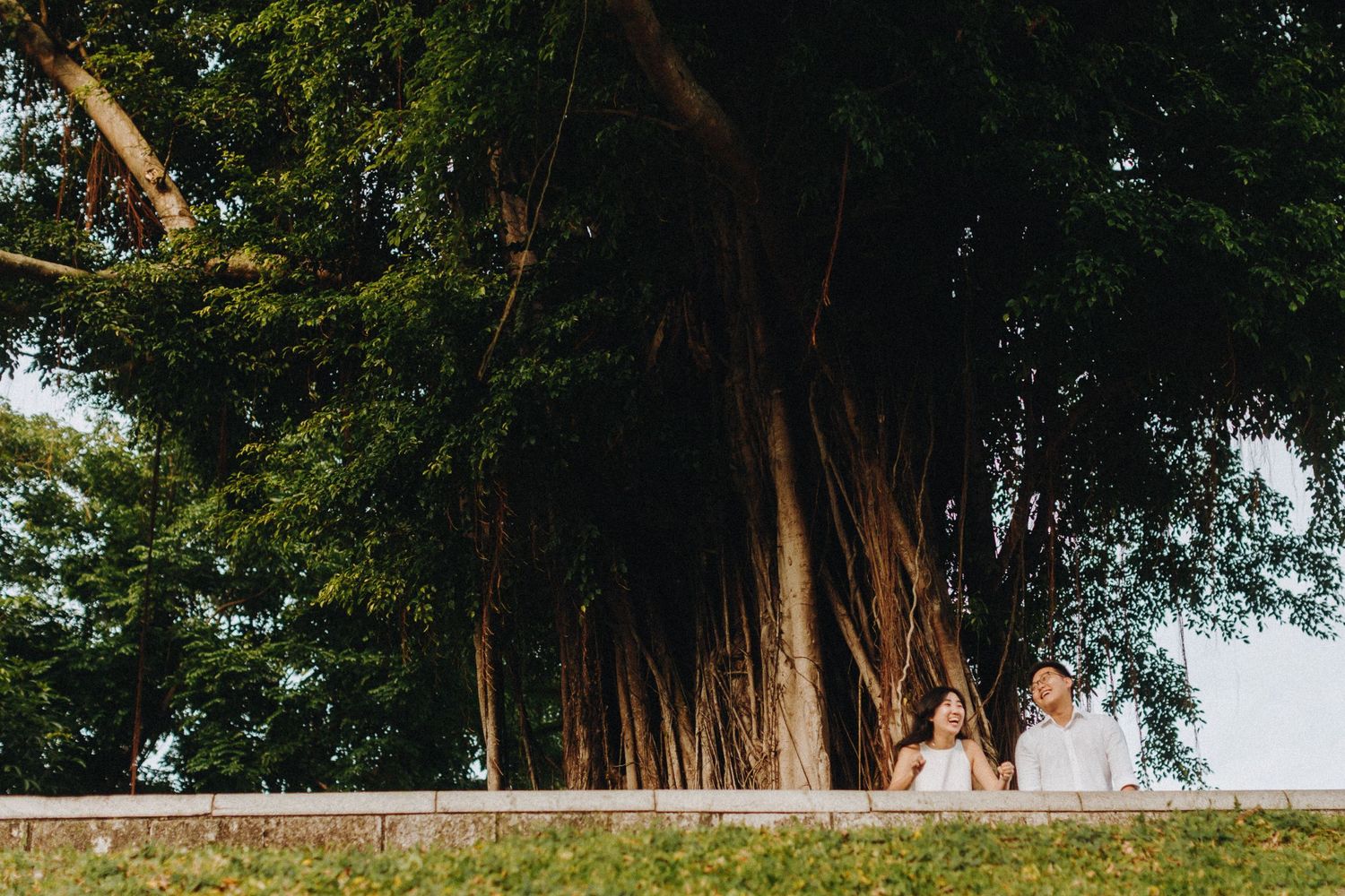 Ancient banyan tree with massive aerial roots creates a natural archway in a tropical forest landscape.
