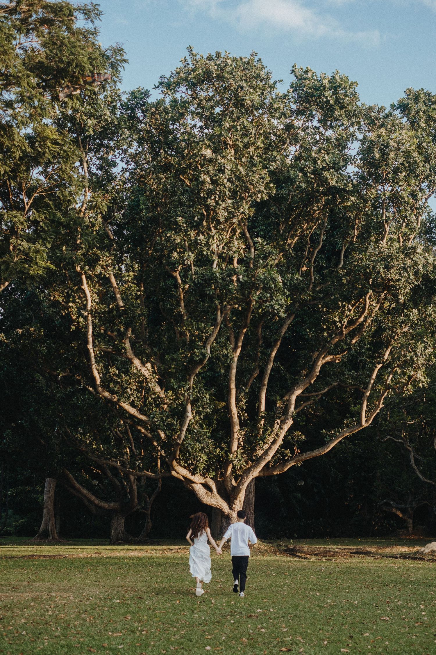A couple walks towards a majestic branching tree in a sunny park setting.