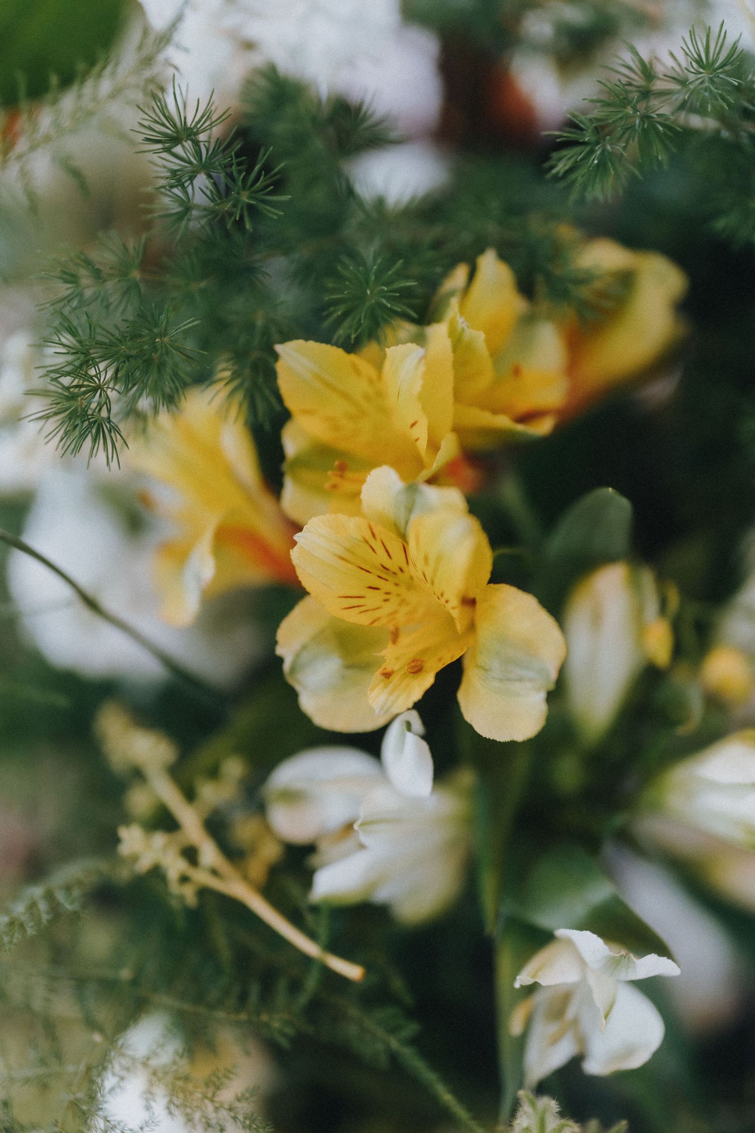 Close-up of yellow and white flowers with pine needles in soft focus.