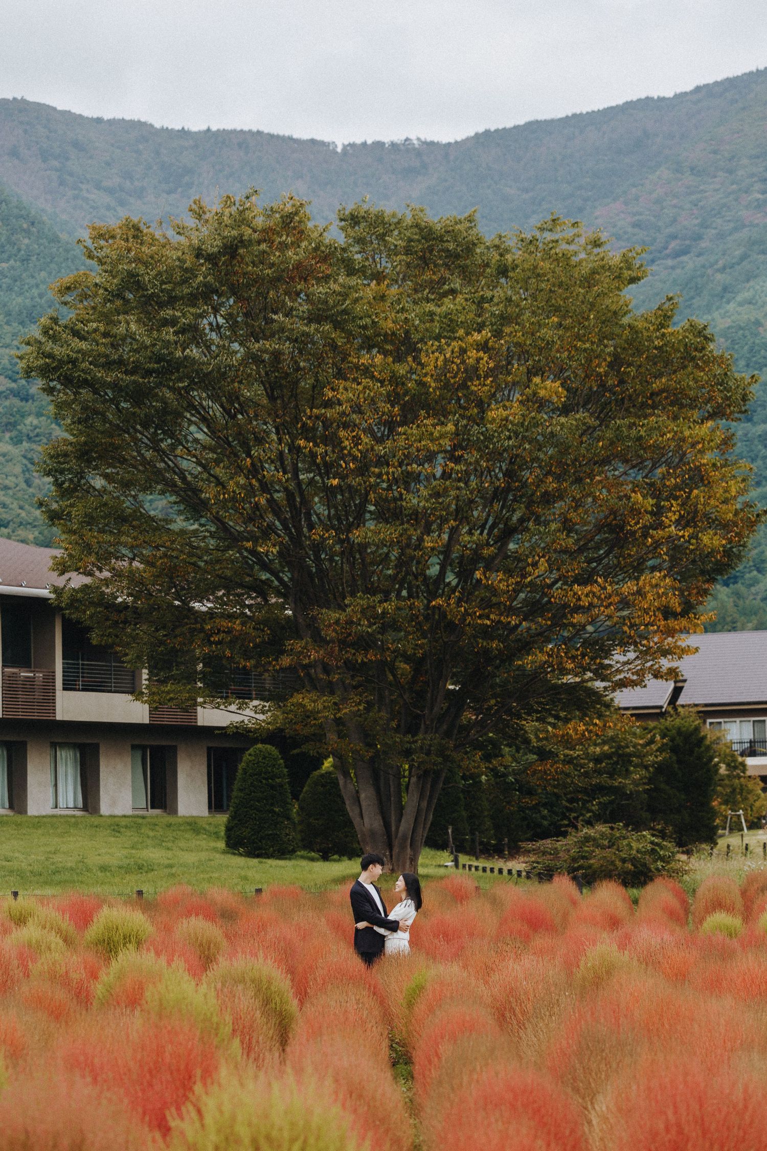 A field of red muhly grass with autumn trees and mountains in the background.