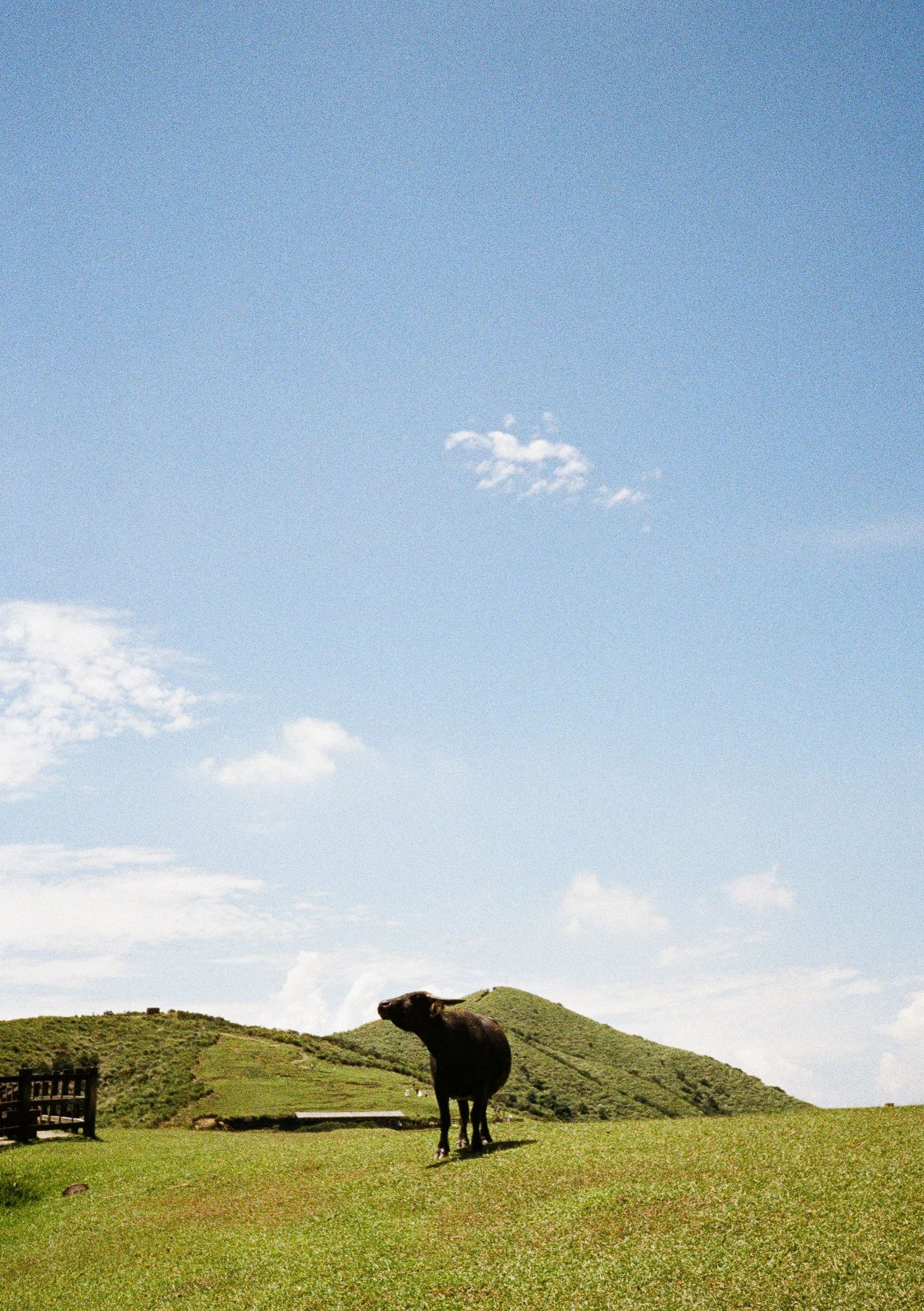 Grazing cattle dot the verdant hillside landscape under a clear blue sky.