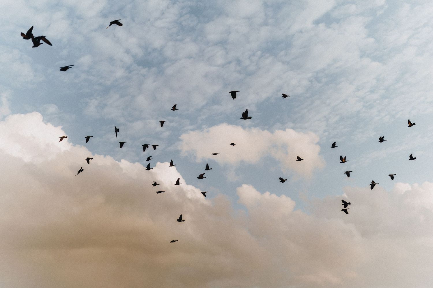 A flock of birds soars through a dramatic cloudy sky at dusk.
