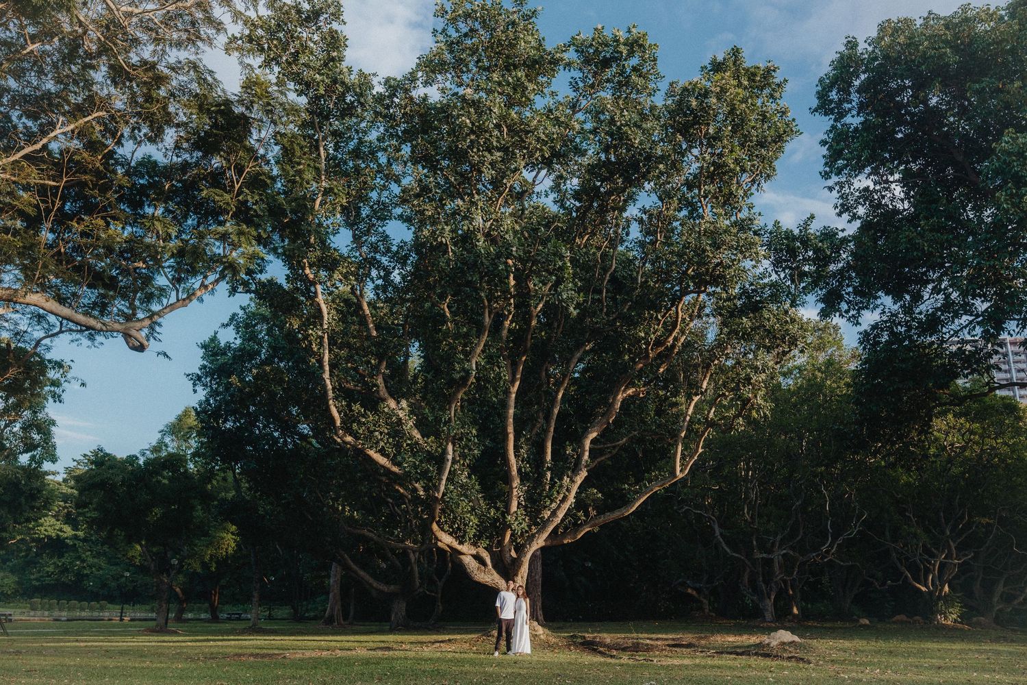 A couple embraces under a large branching tree in a sunny park setting.