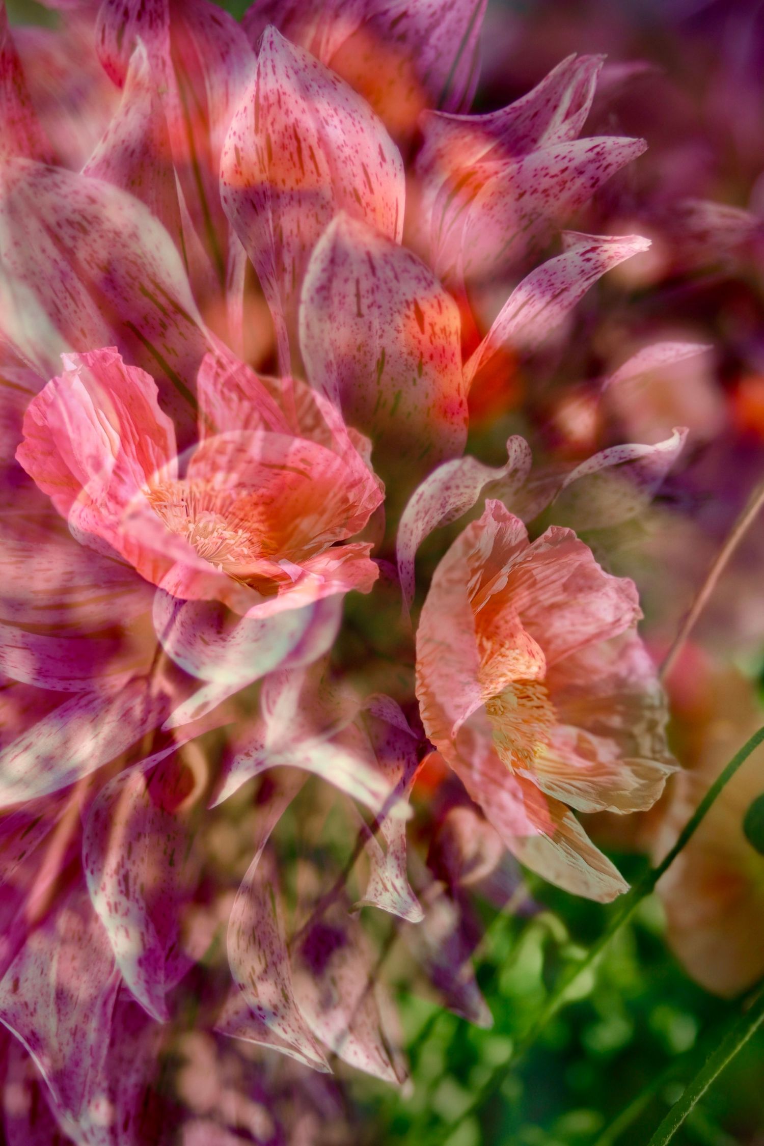 Dahlia & Poppies
