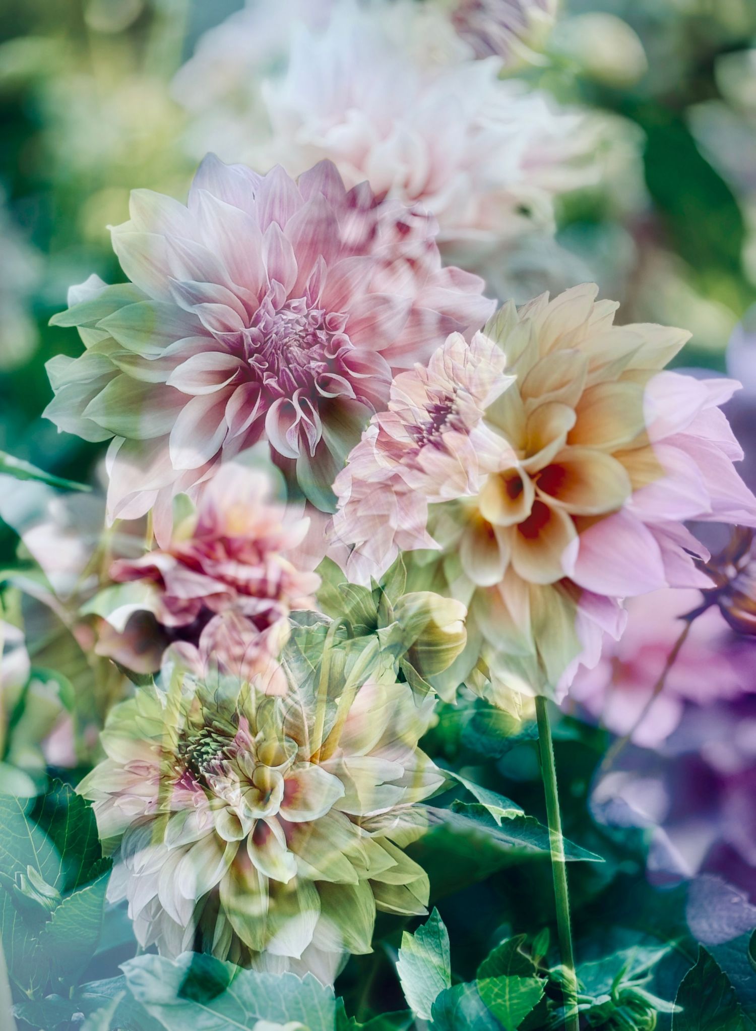 Dahlias & dahlias #3