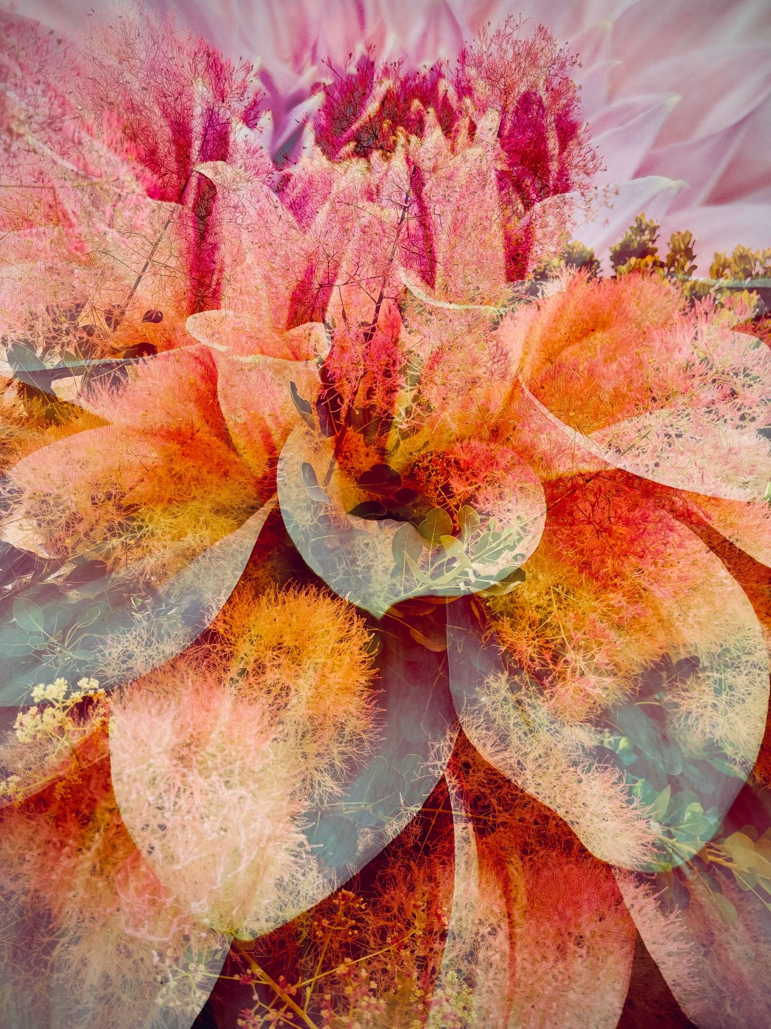 Dahlia & Smokebush
