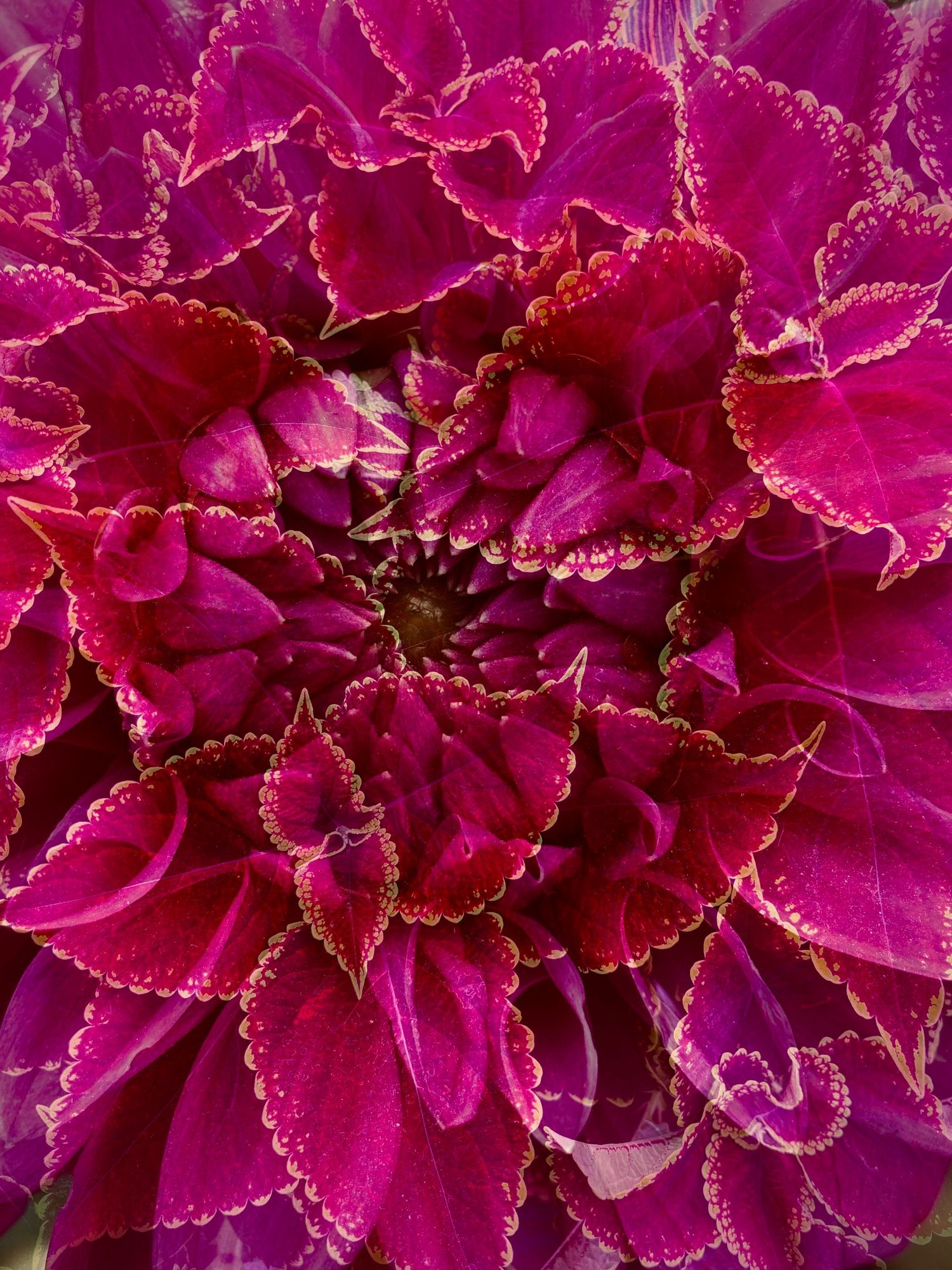 Dahlia & Coleus