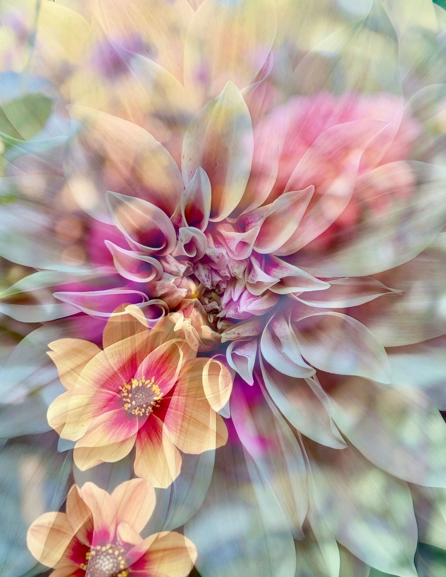 Dahlias & dahlias #2