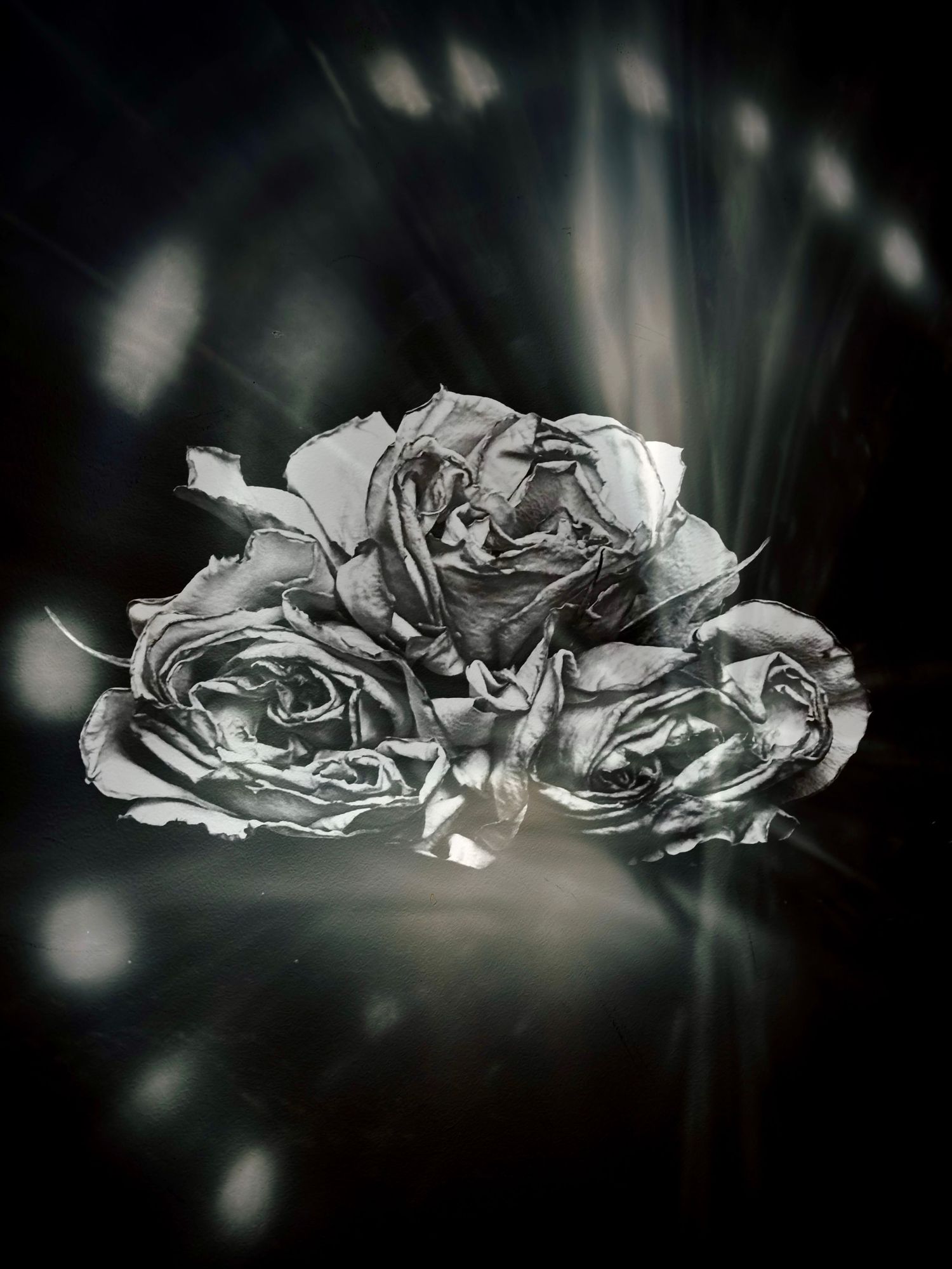 Roses