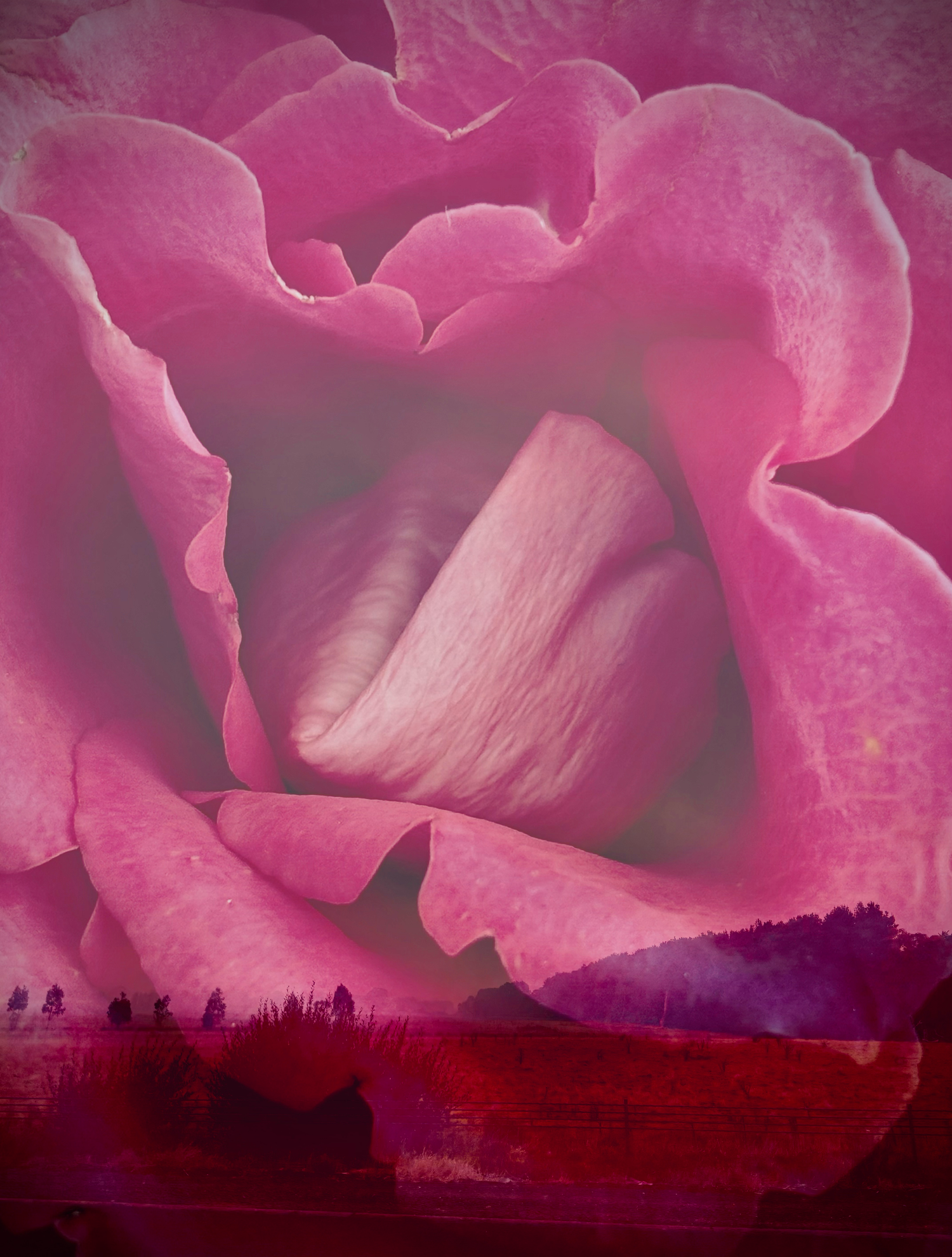 Travelling Rose