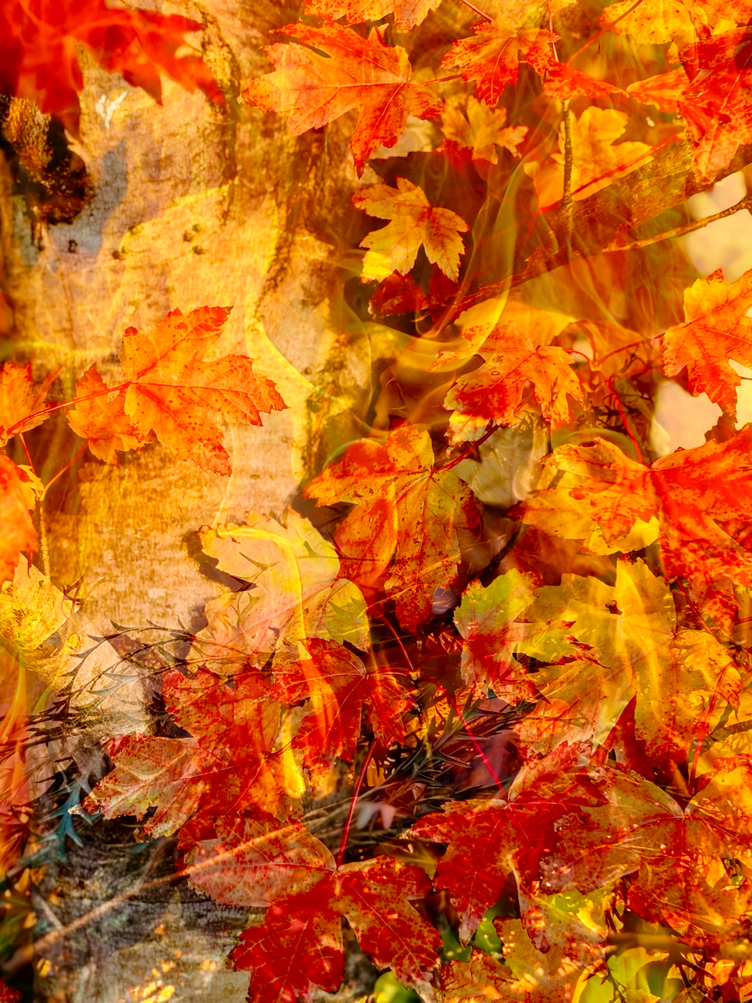 Autumn #1