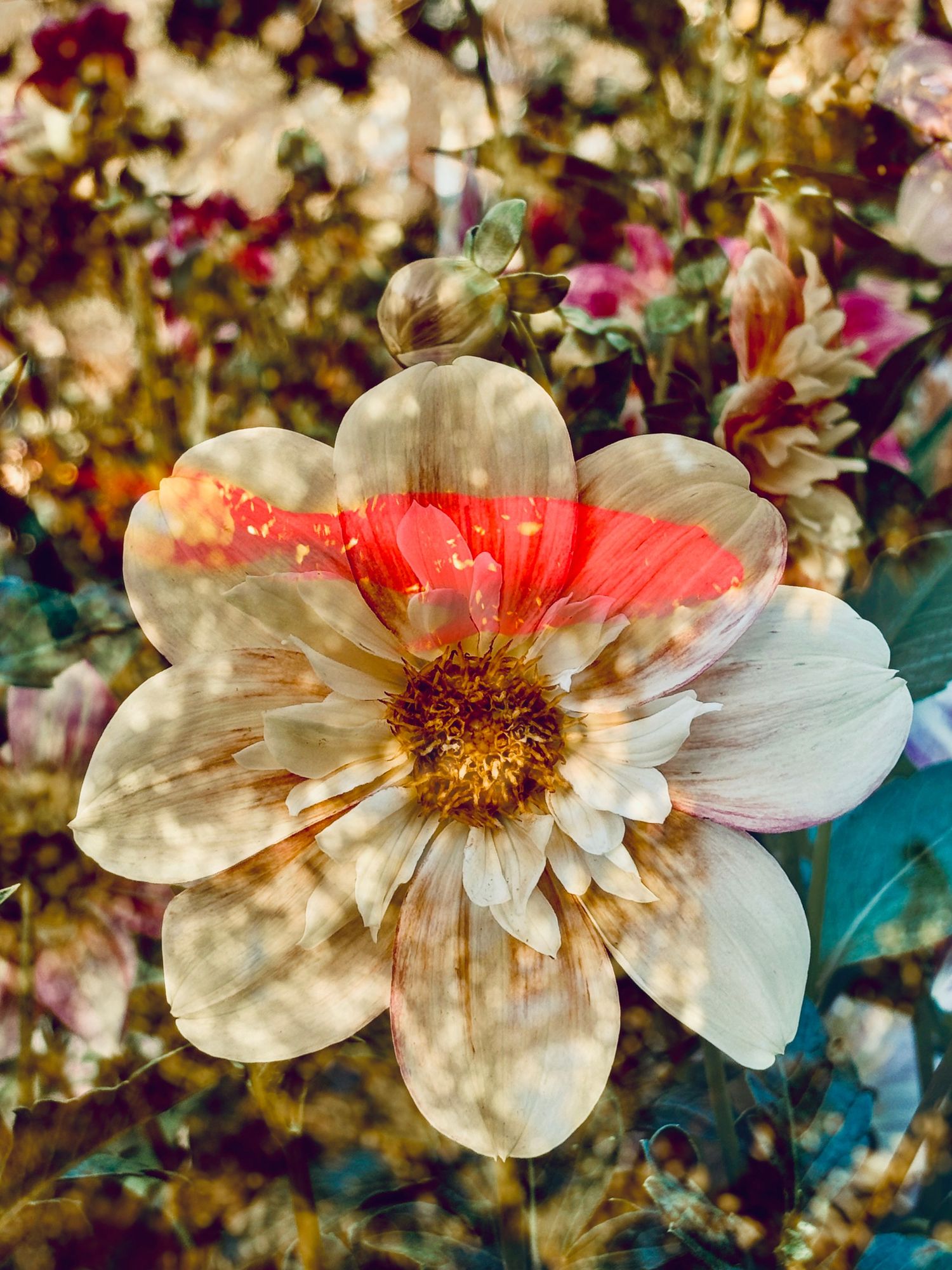 Dahlia & Goldfish #2