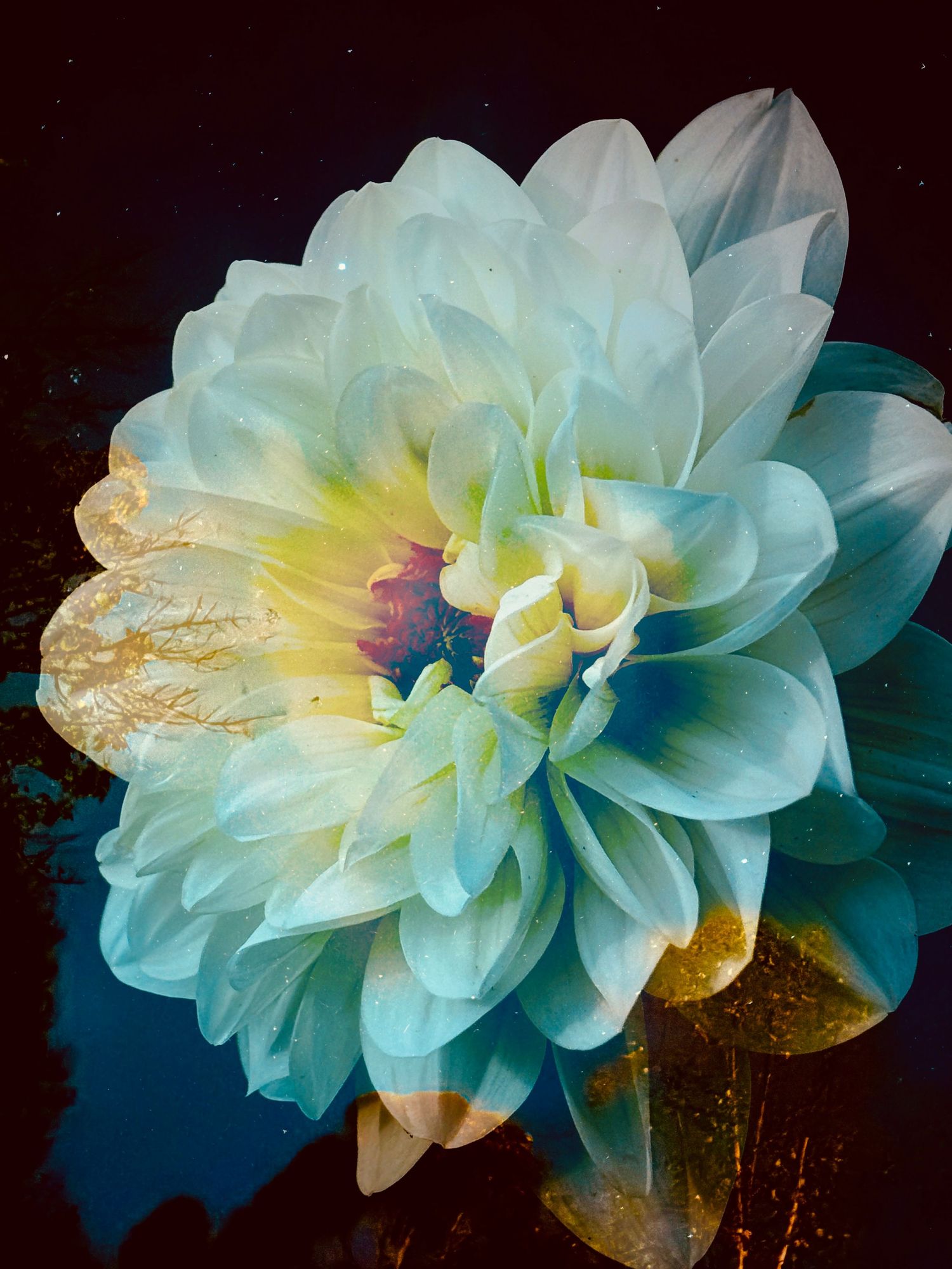 Dahlia in the stars #2