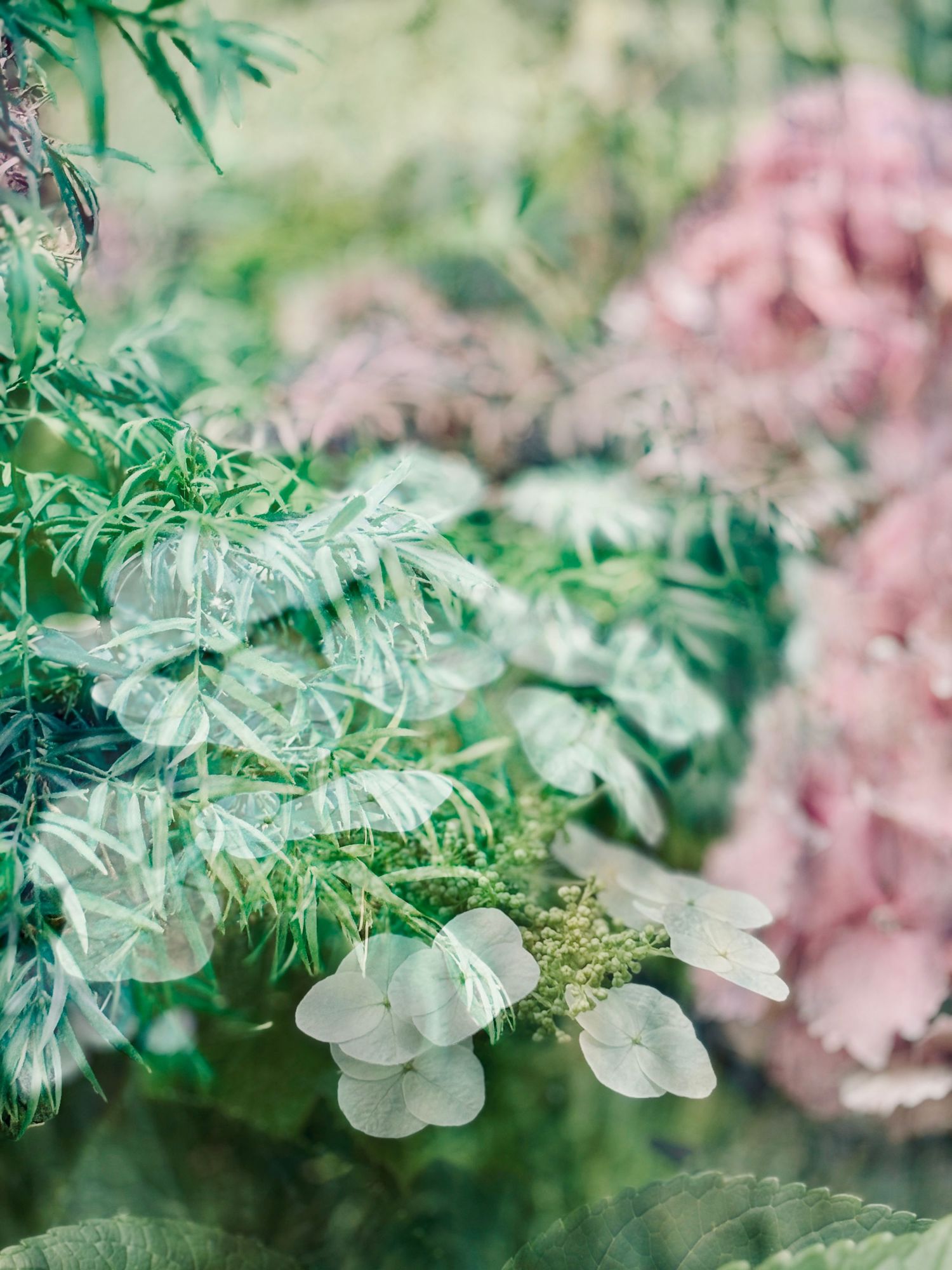 Pink Hydrangea #1