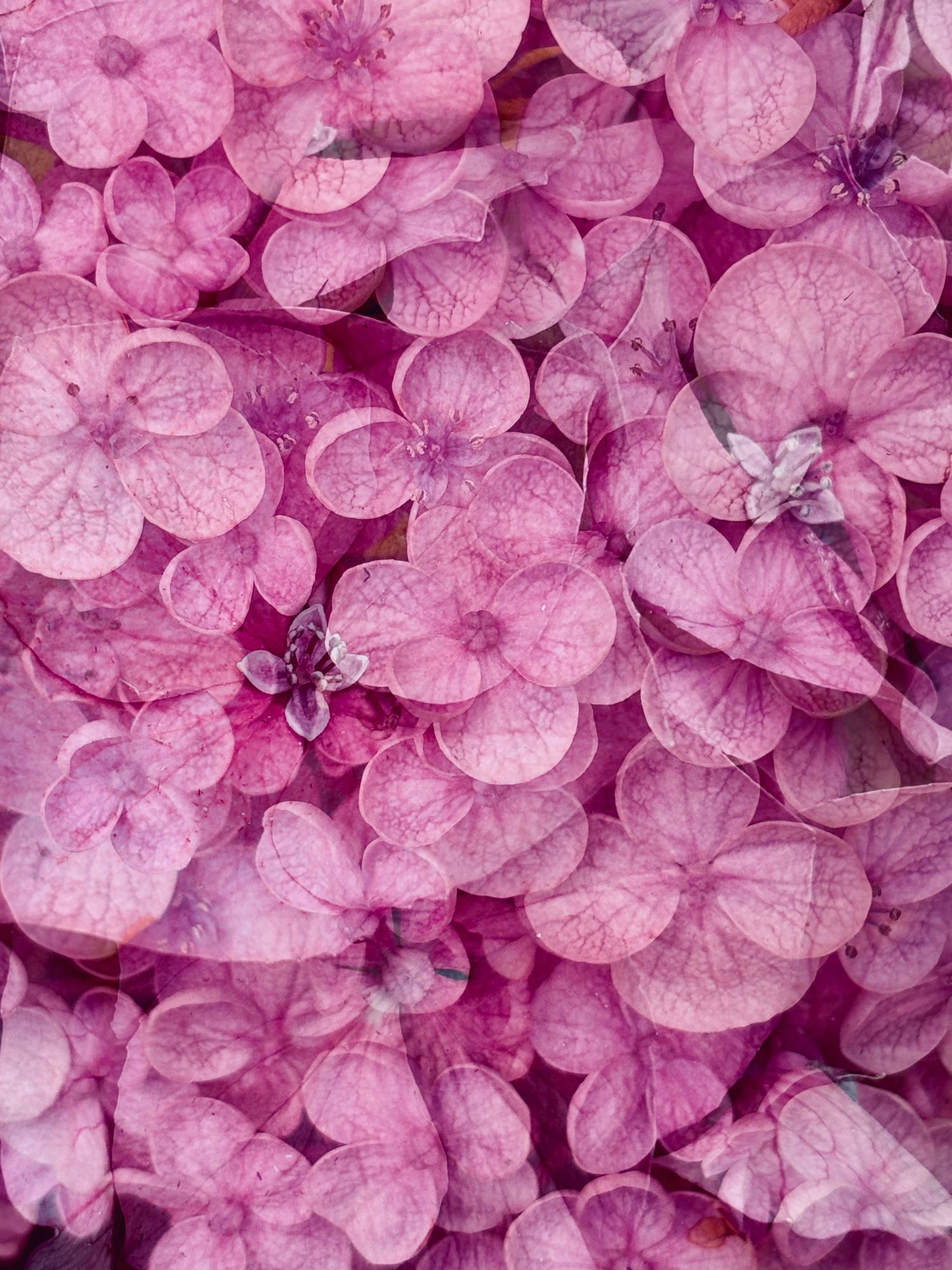 Pink Hydrangea #3