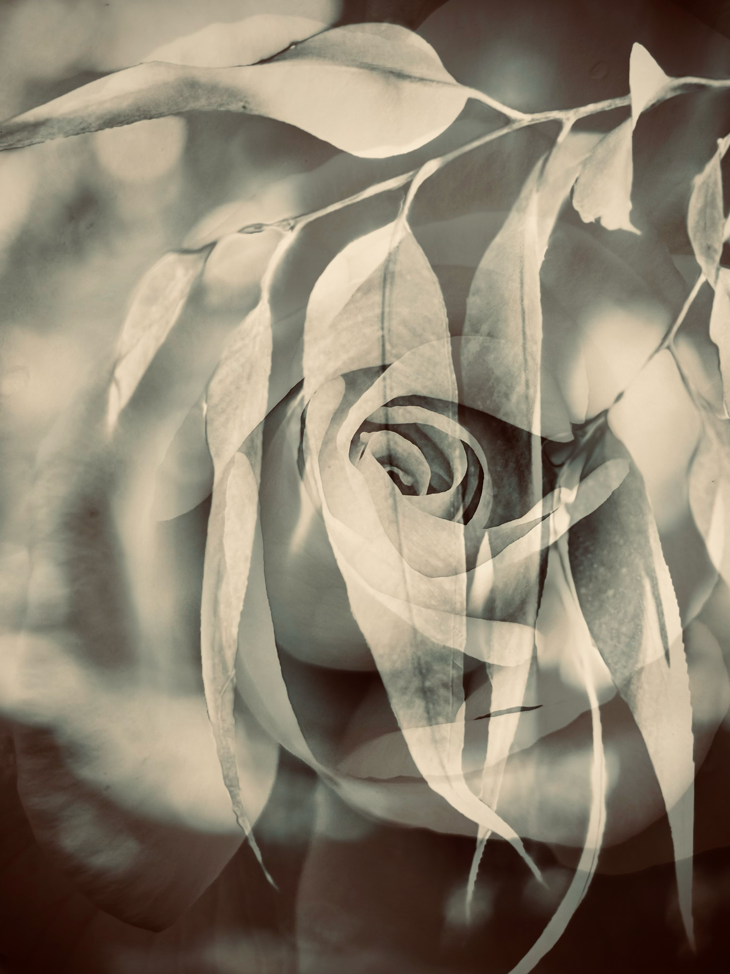 Eucalypt Rose
