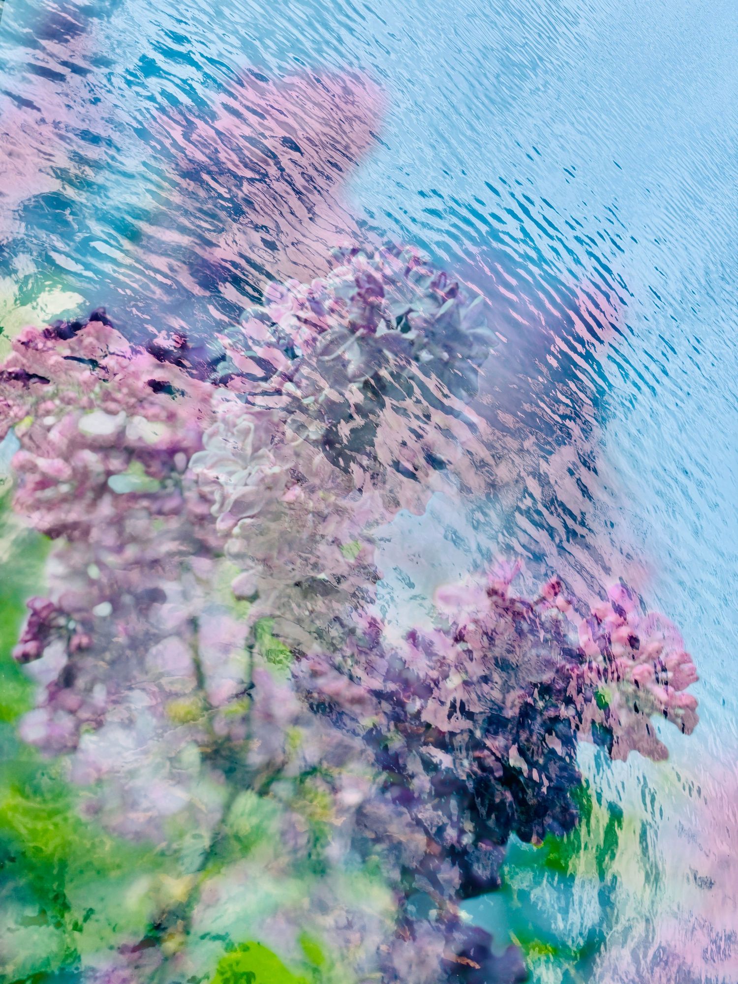 Lilac in the lake
