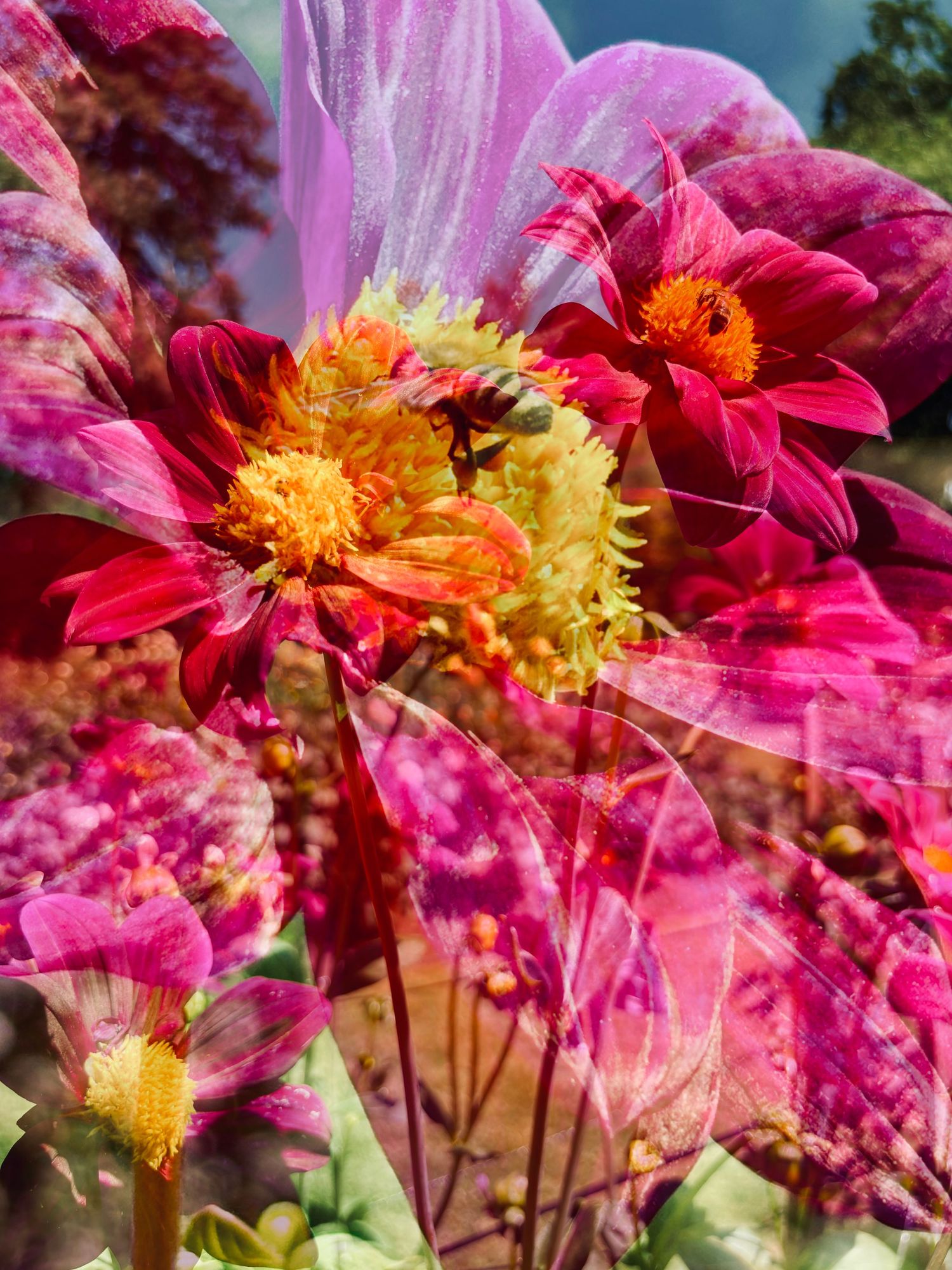 Dahlia & Bees #2