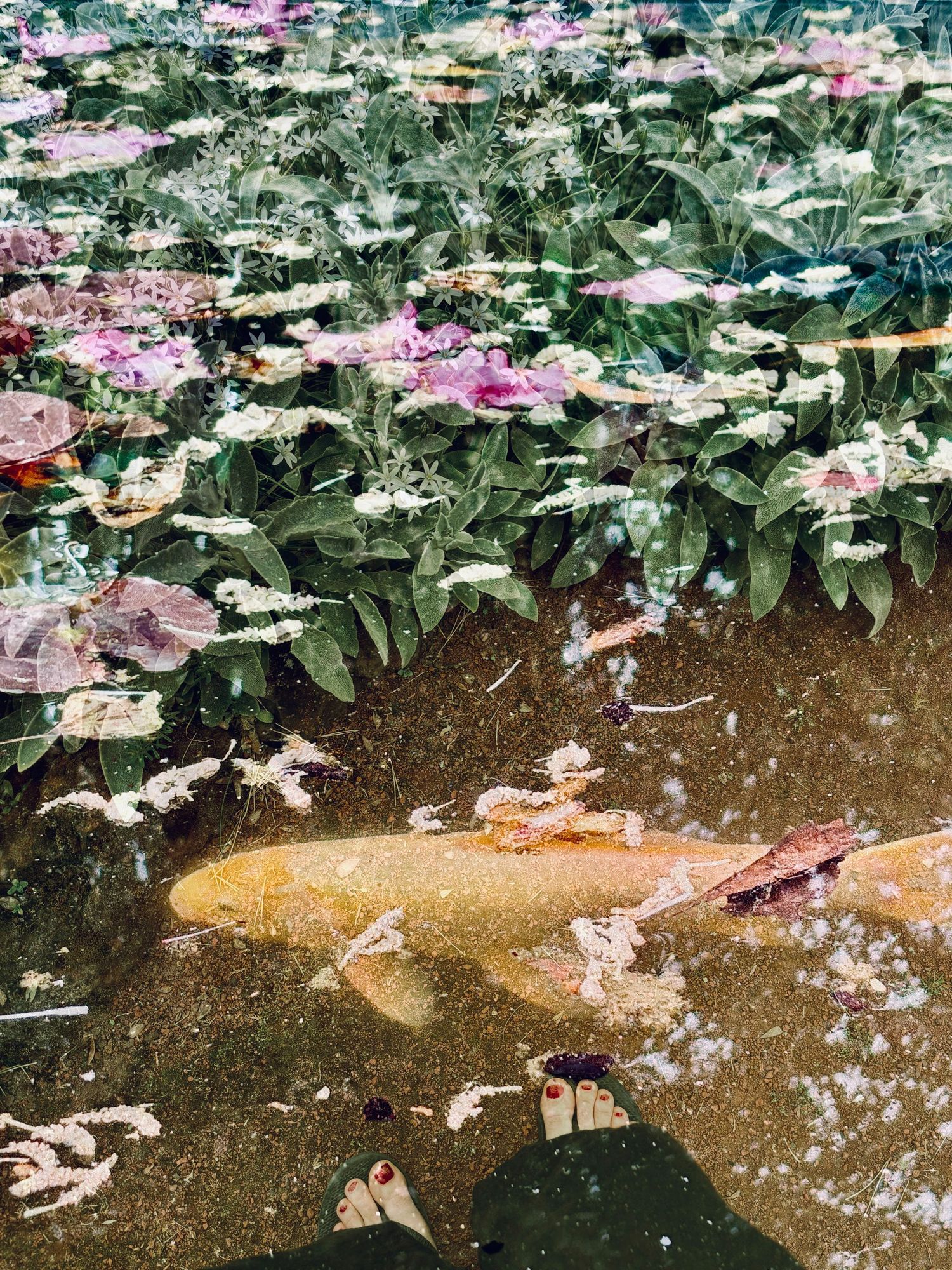 Walking in the fishpond