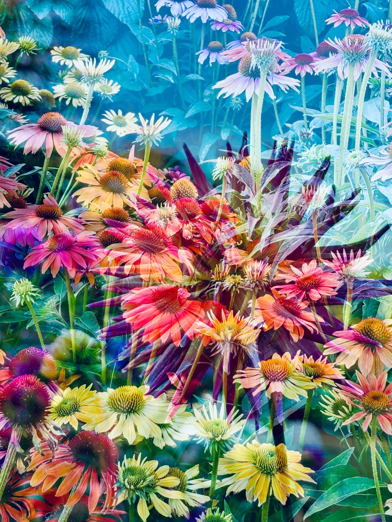 Dahlia & Echinacea #3
