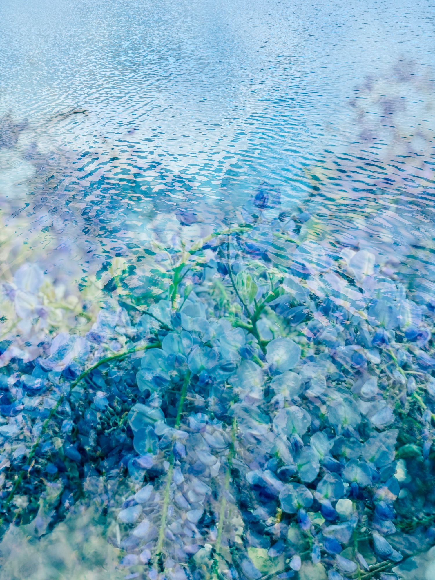 Wysteria in the lake